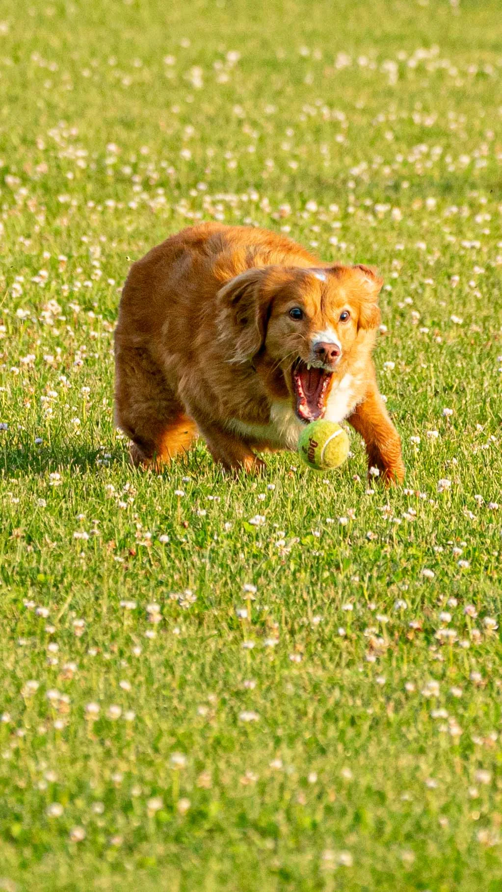 diva_A990165.jpg
