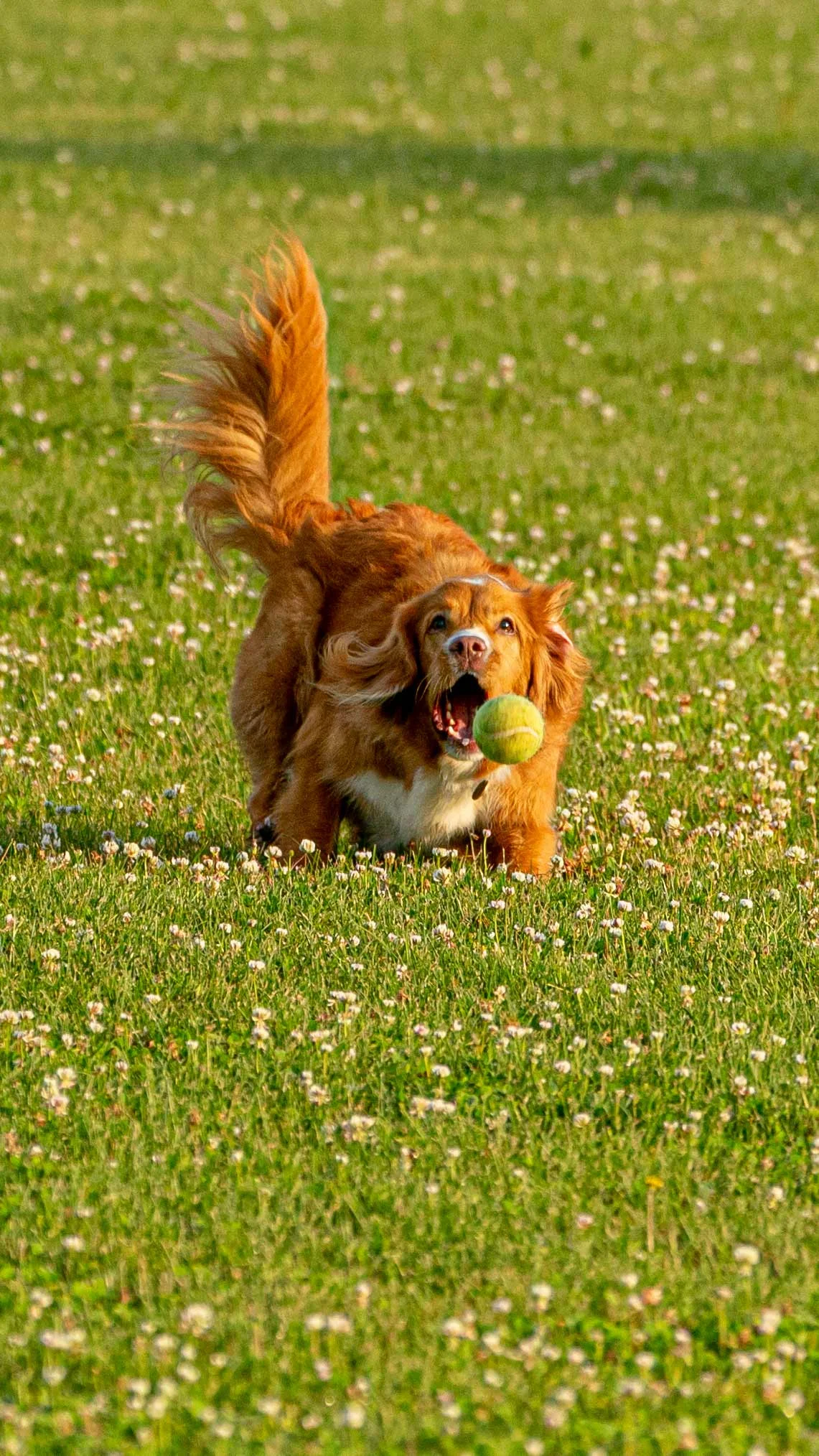 diva_A990153.jpg