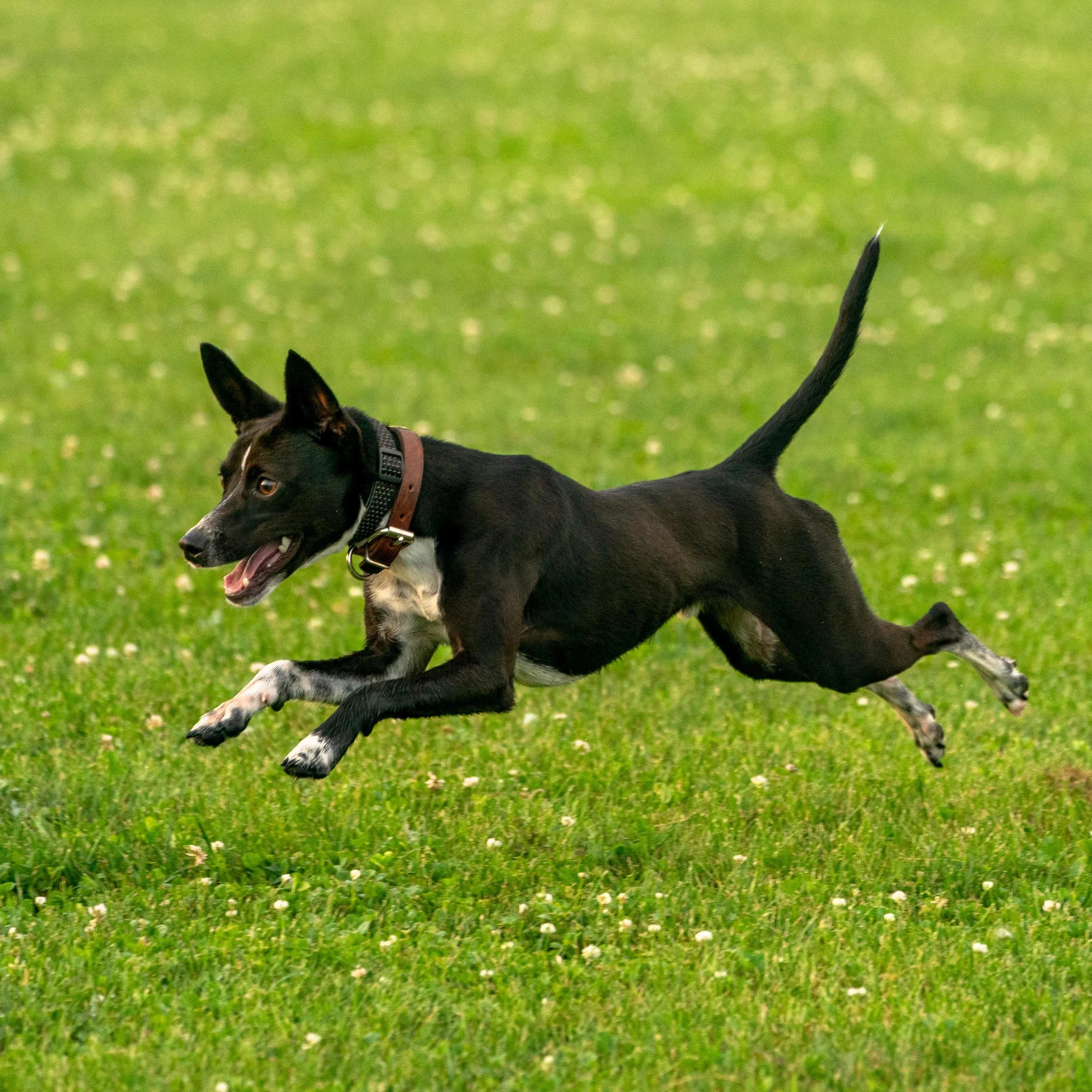 loki jumps_A999373.jpg