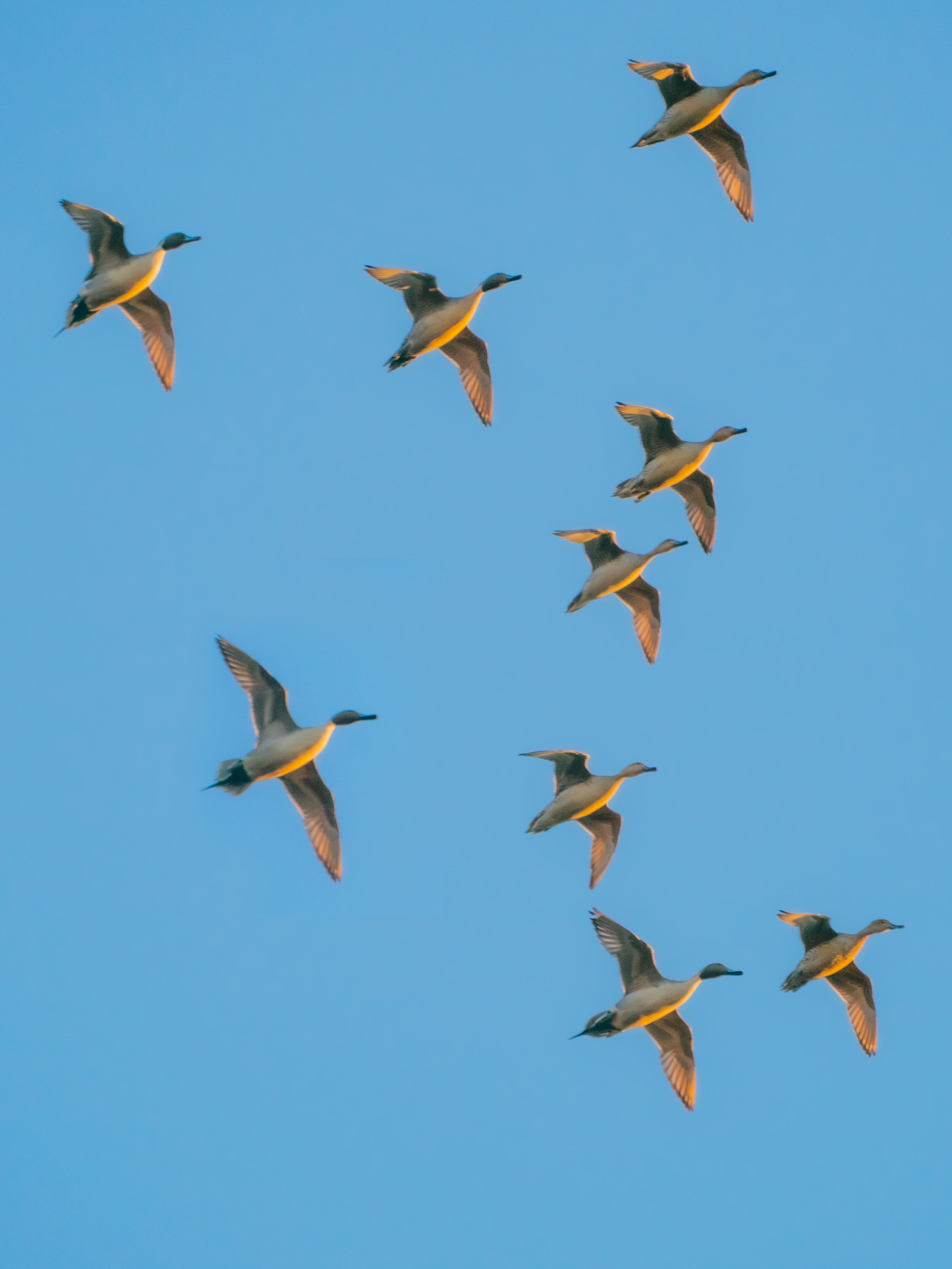 -_A995712 pintails.jpg