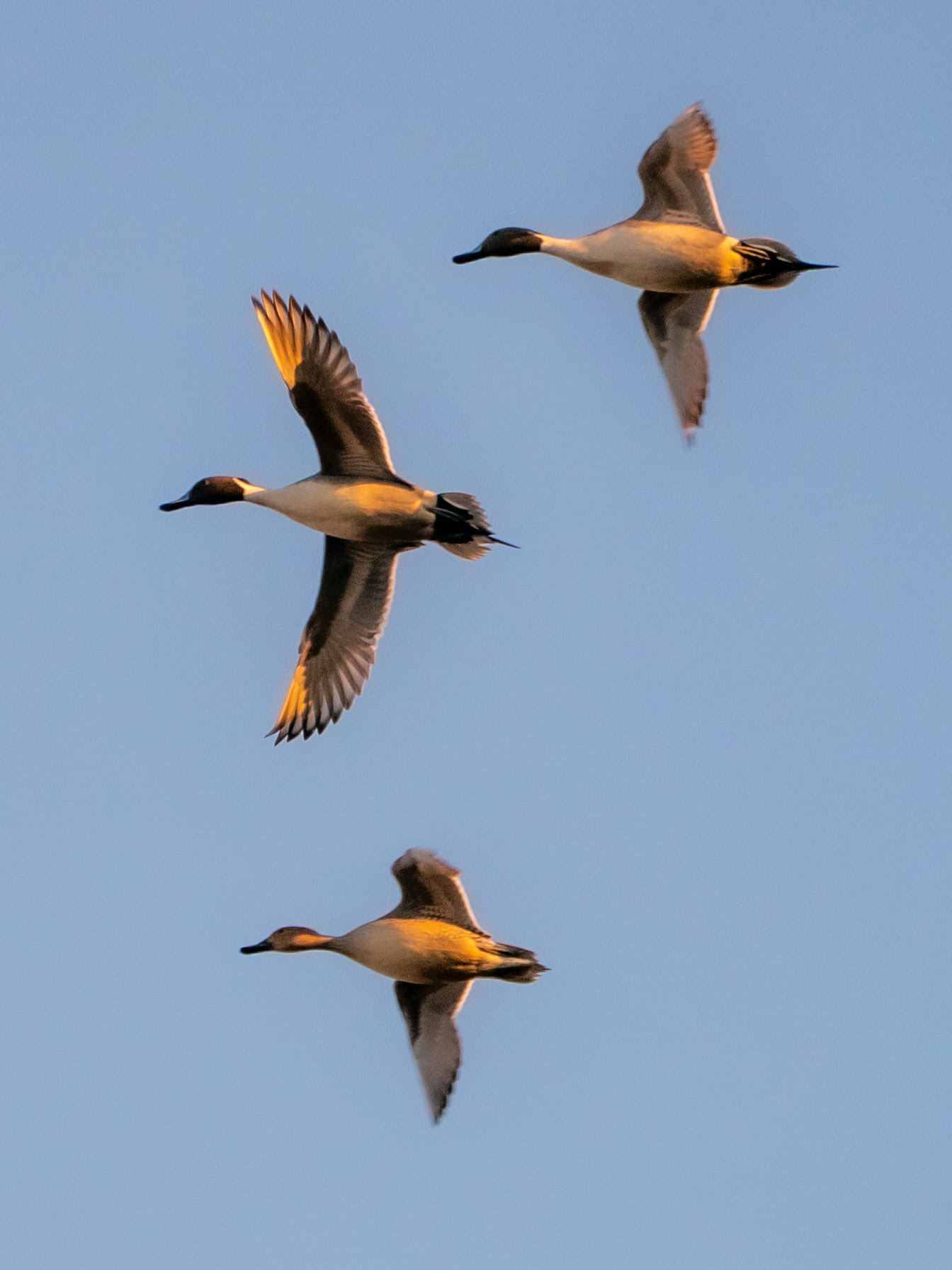 _pintail_A995765.jpg