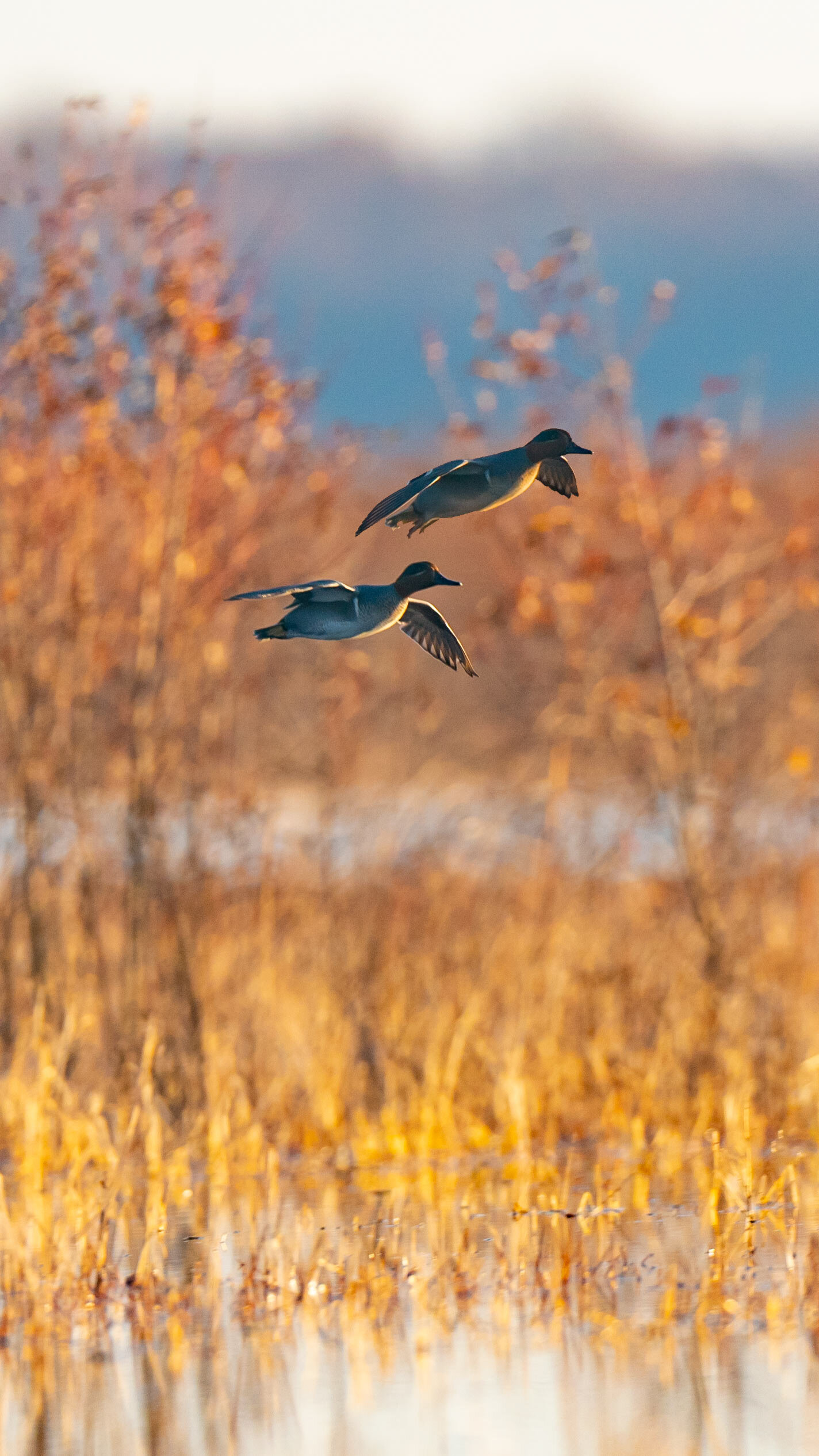 _A996206 composite.jpg