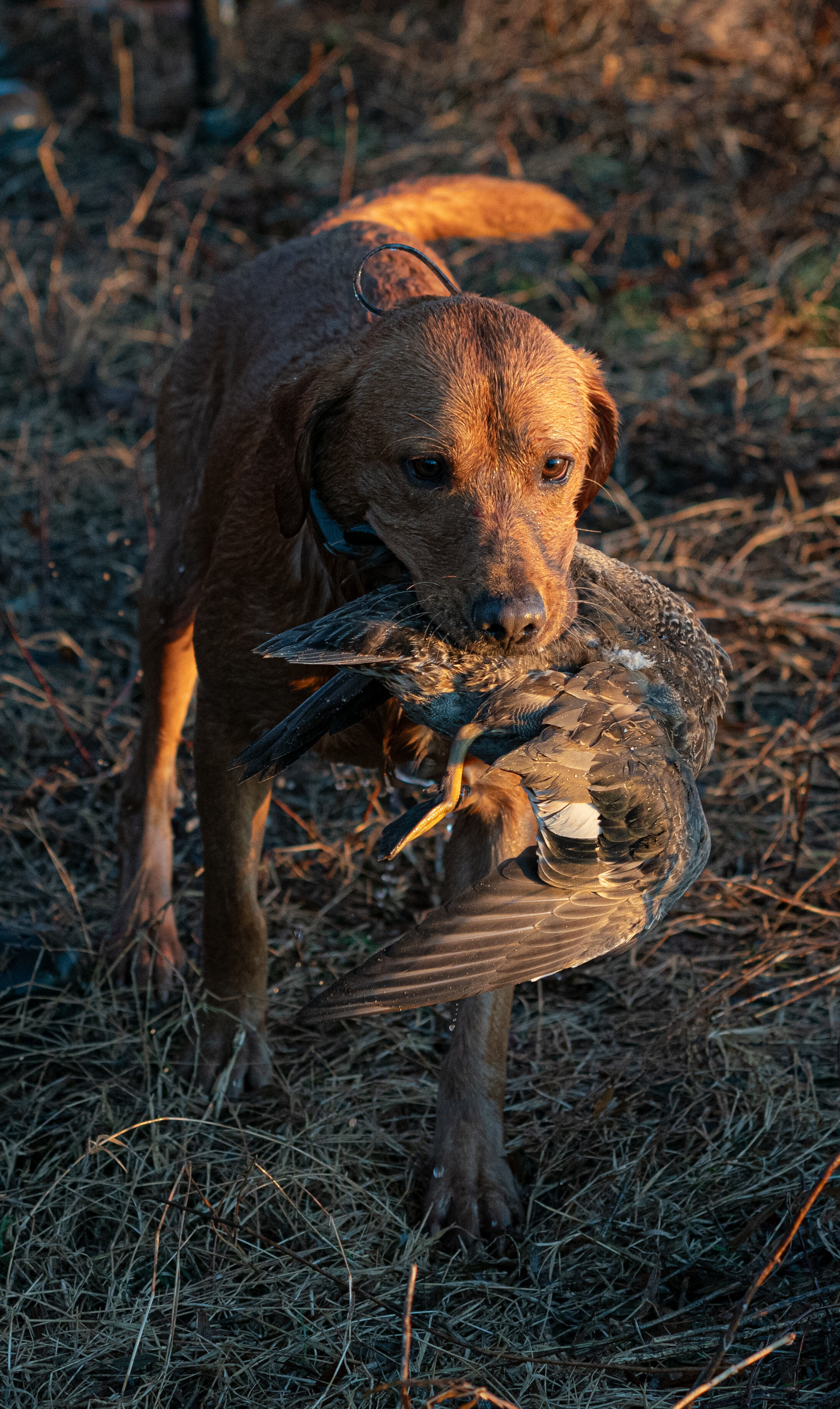 _A995329 scout.jpg