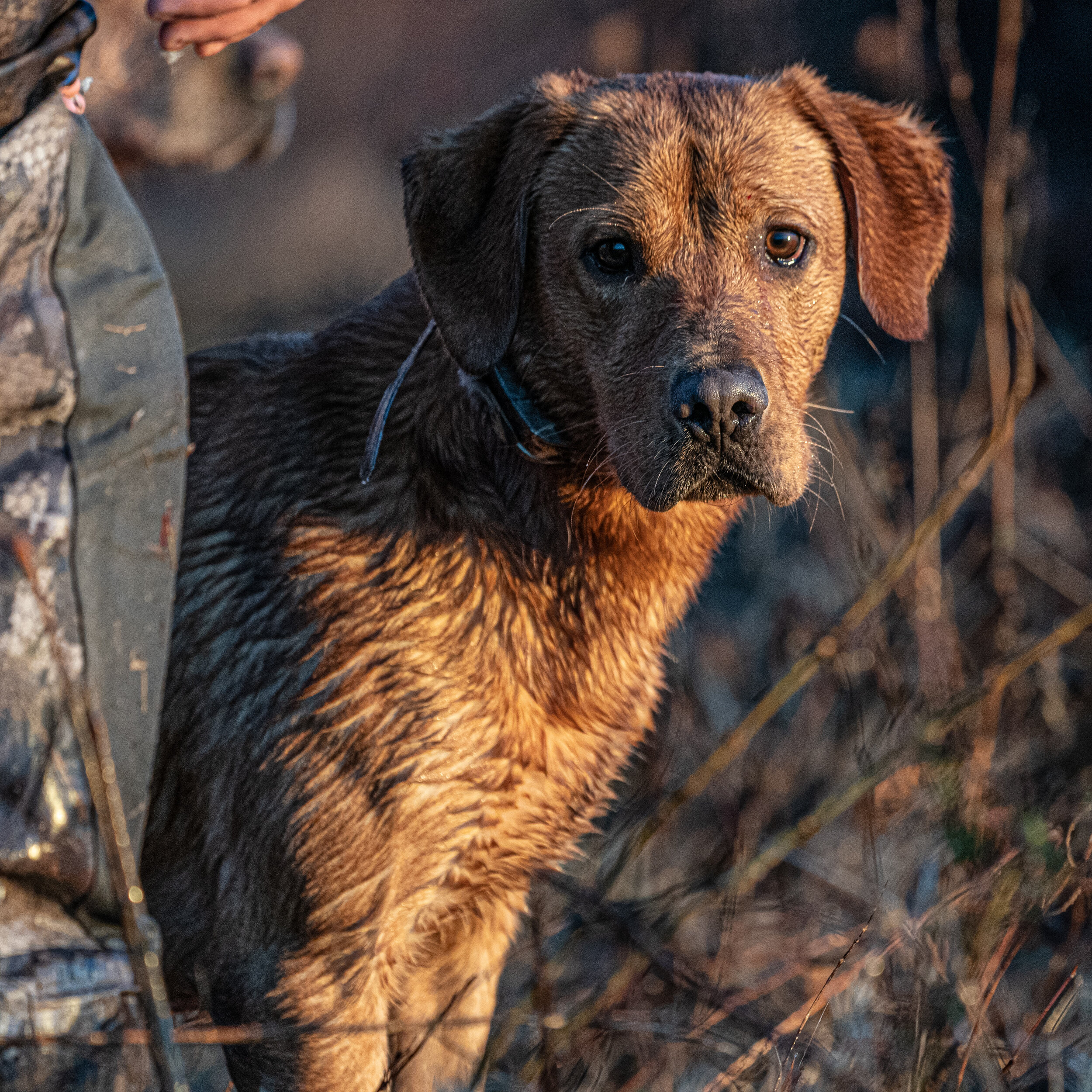 scout_A995388.jpg