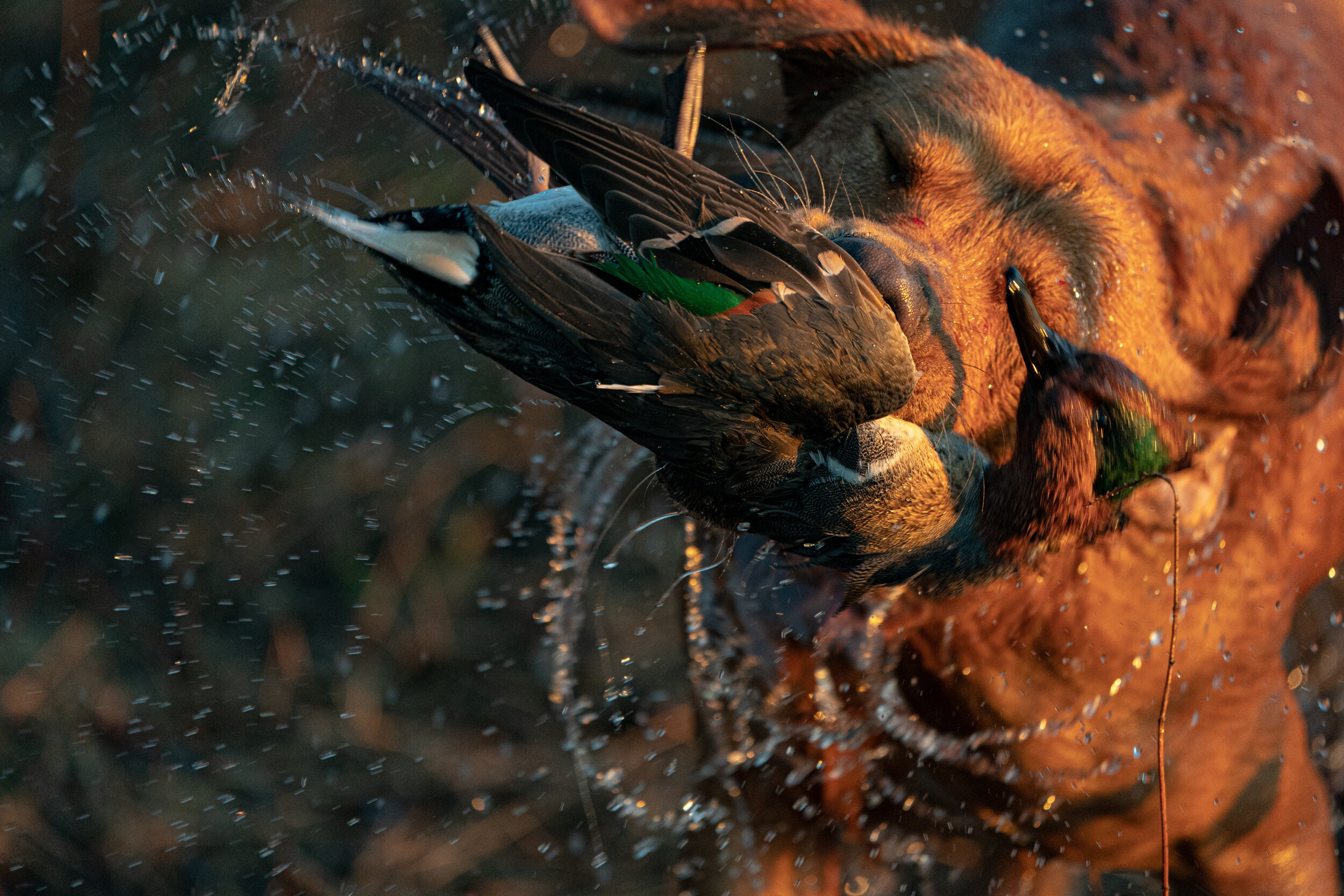 scout w green wing teal _A995052.jpg