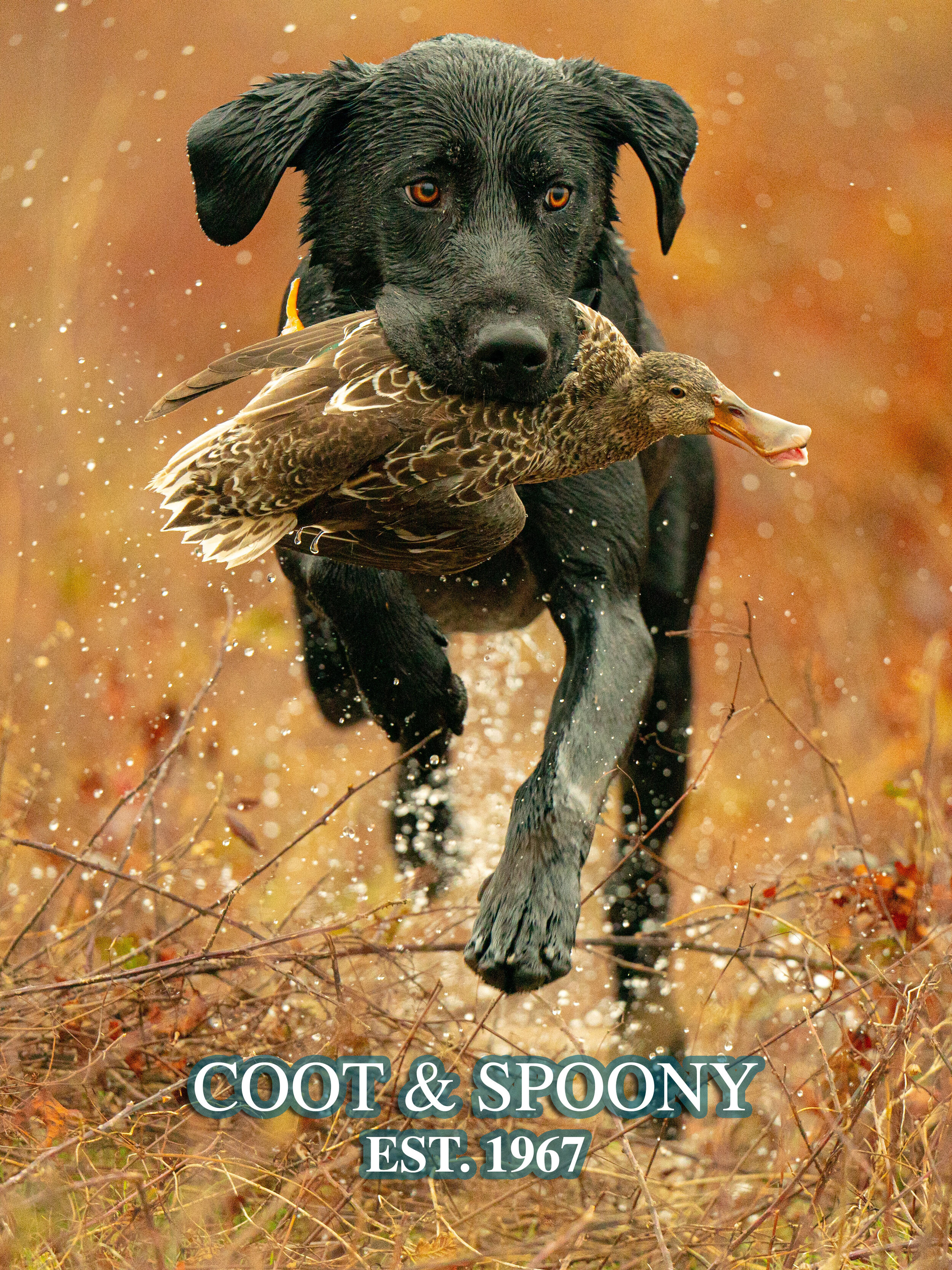 coot and spoony _A990408.jpg