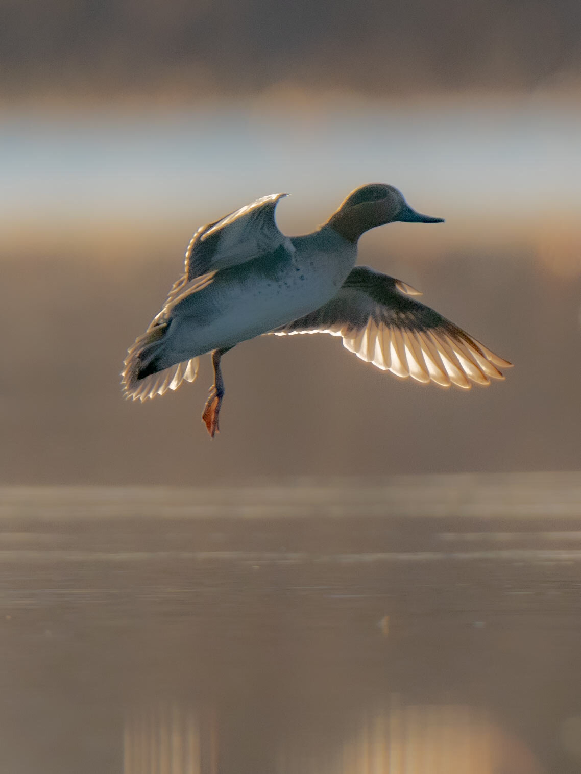 LIKEY teal_A993125.jpg