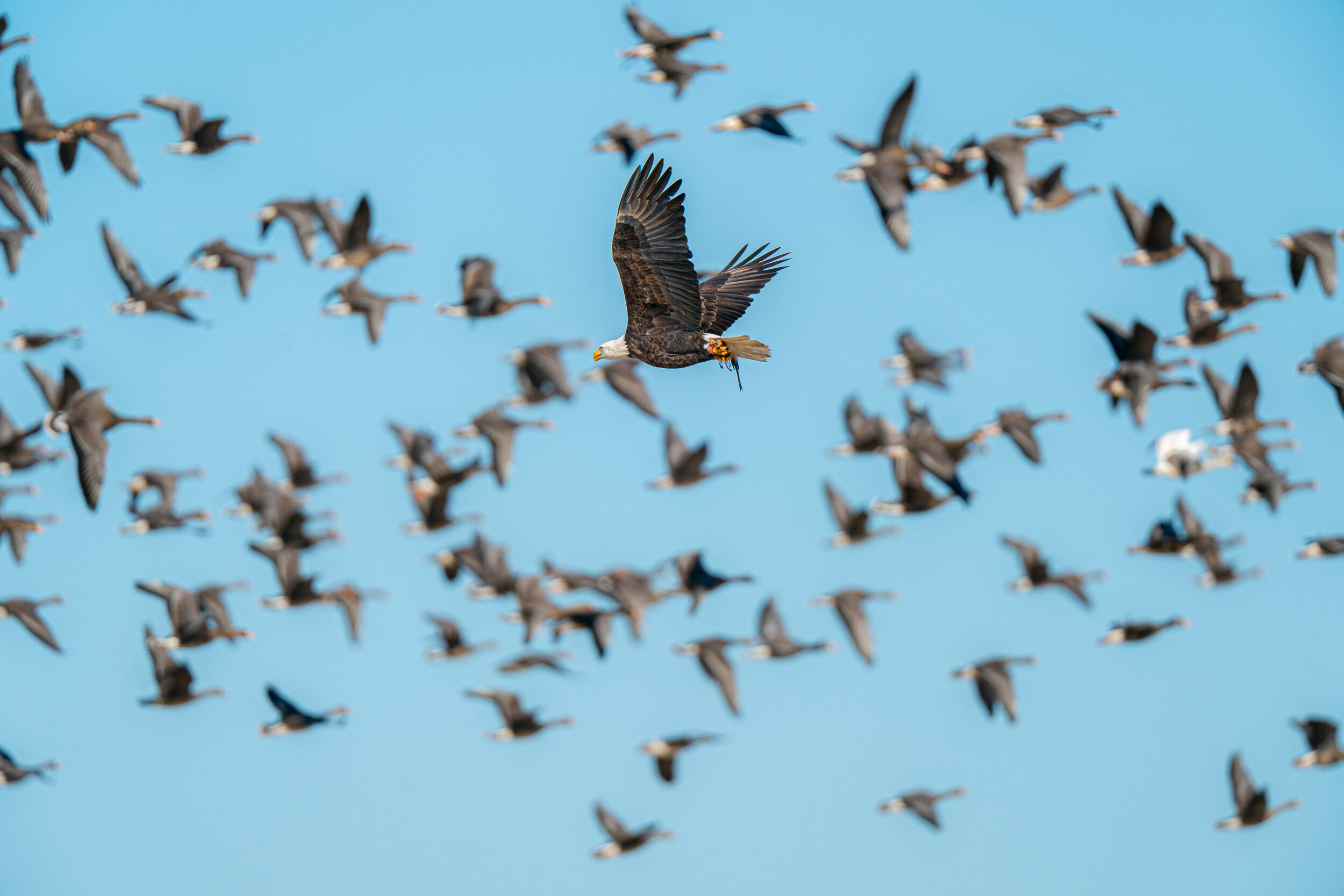 eagle duck _A993351.jpg