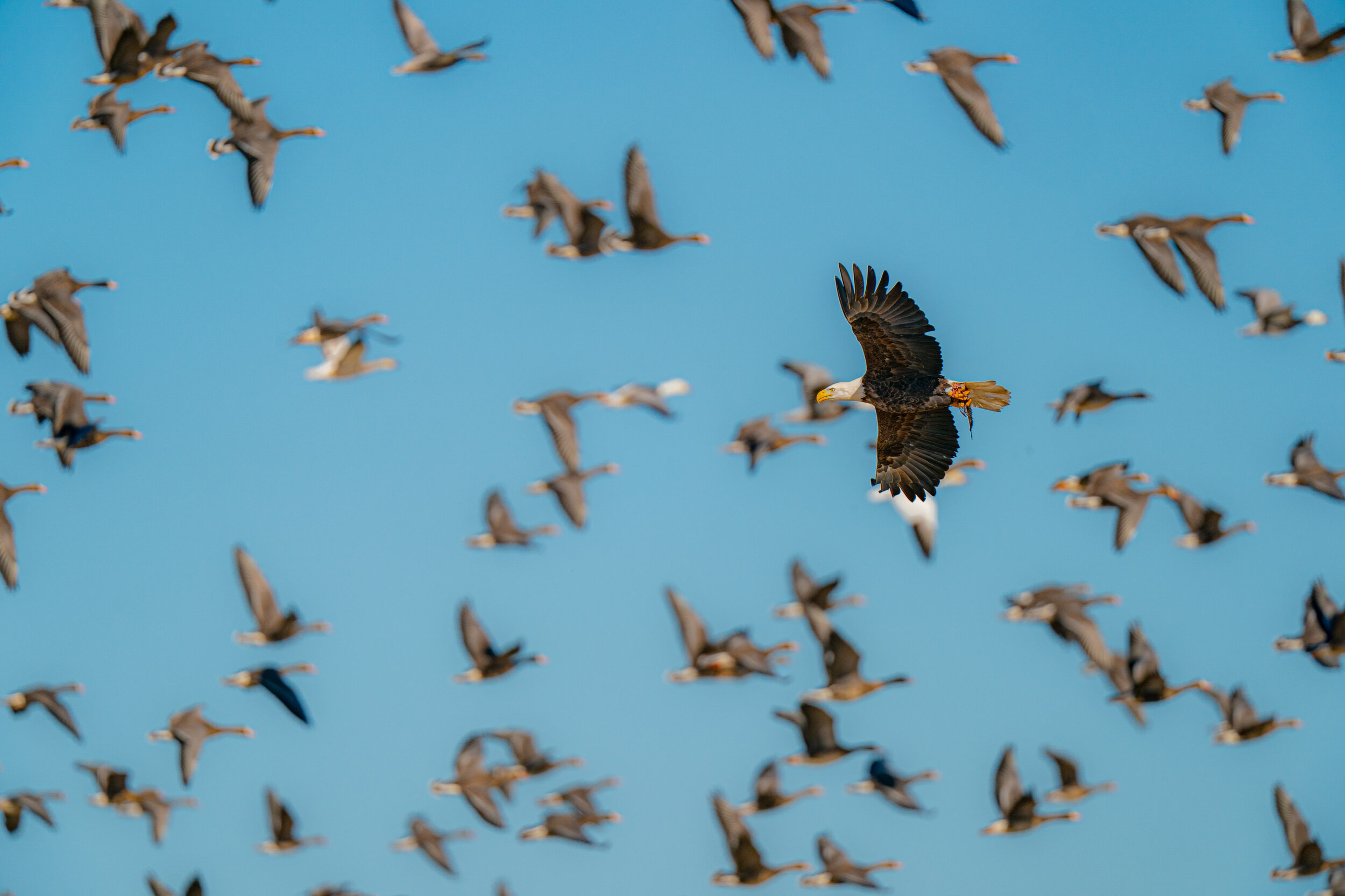 eagle duck_A993346.jpg