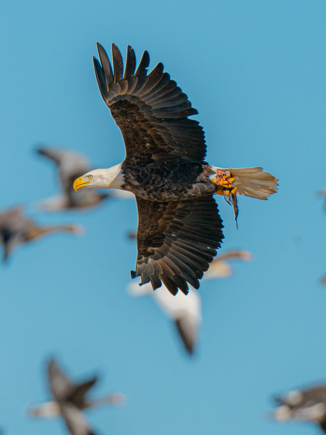 eagle duck CU_A993346.jpg