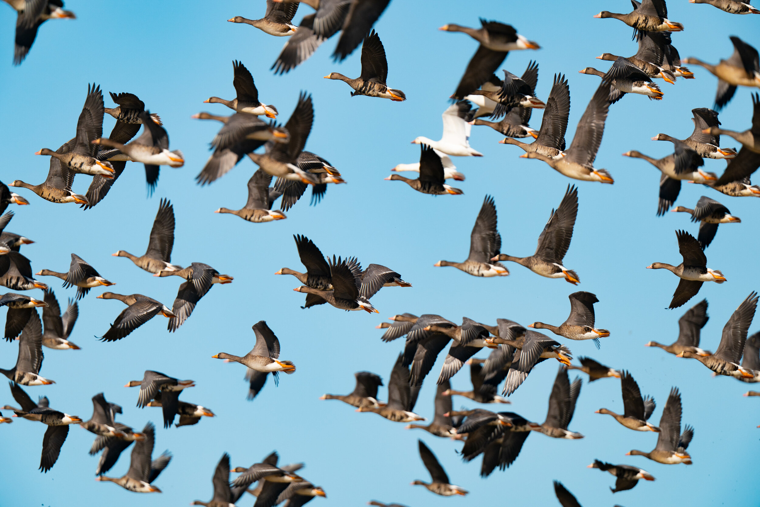 pre eagle duck _A993323.jpg