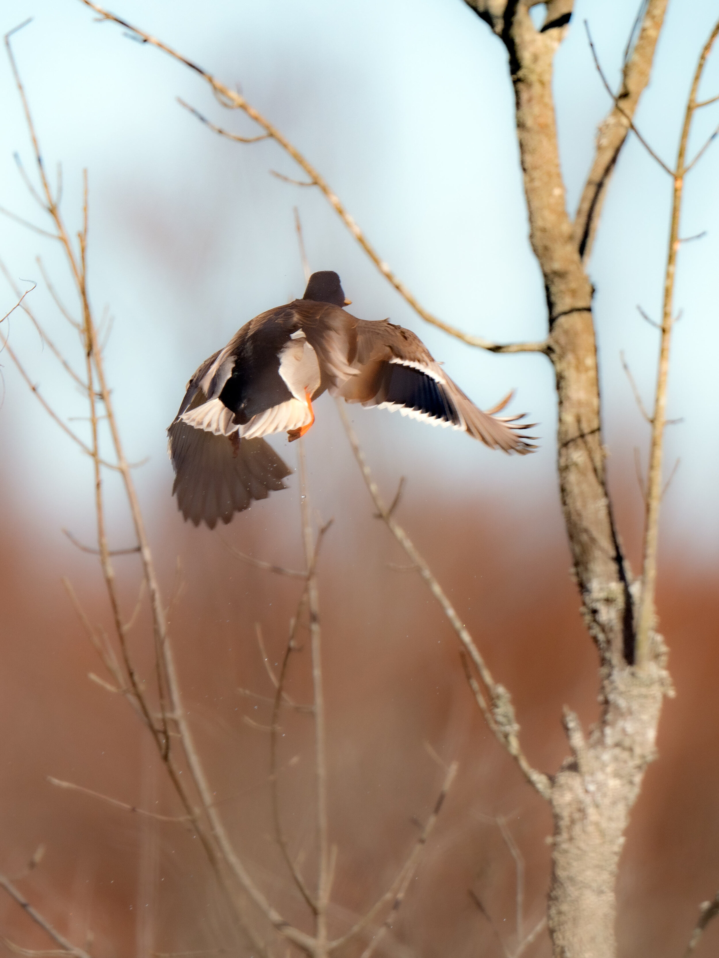 duck butt _A993059.jpg