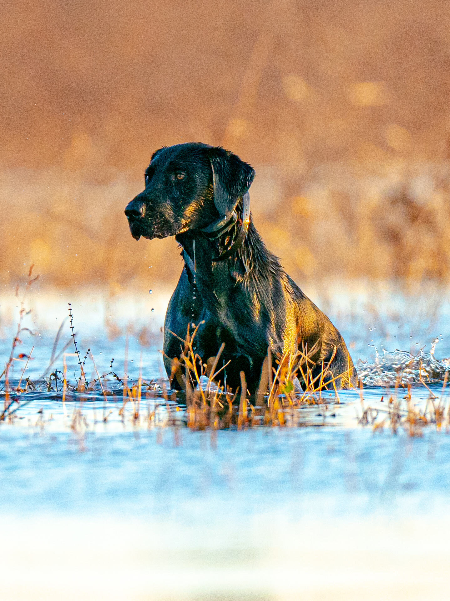 bud_A992214.jpg