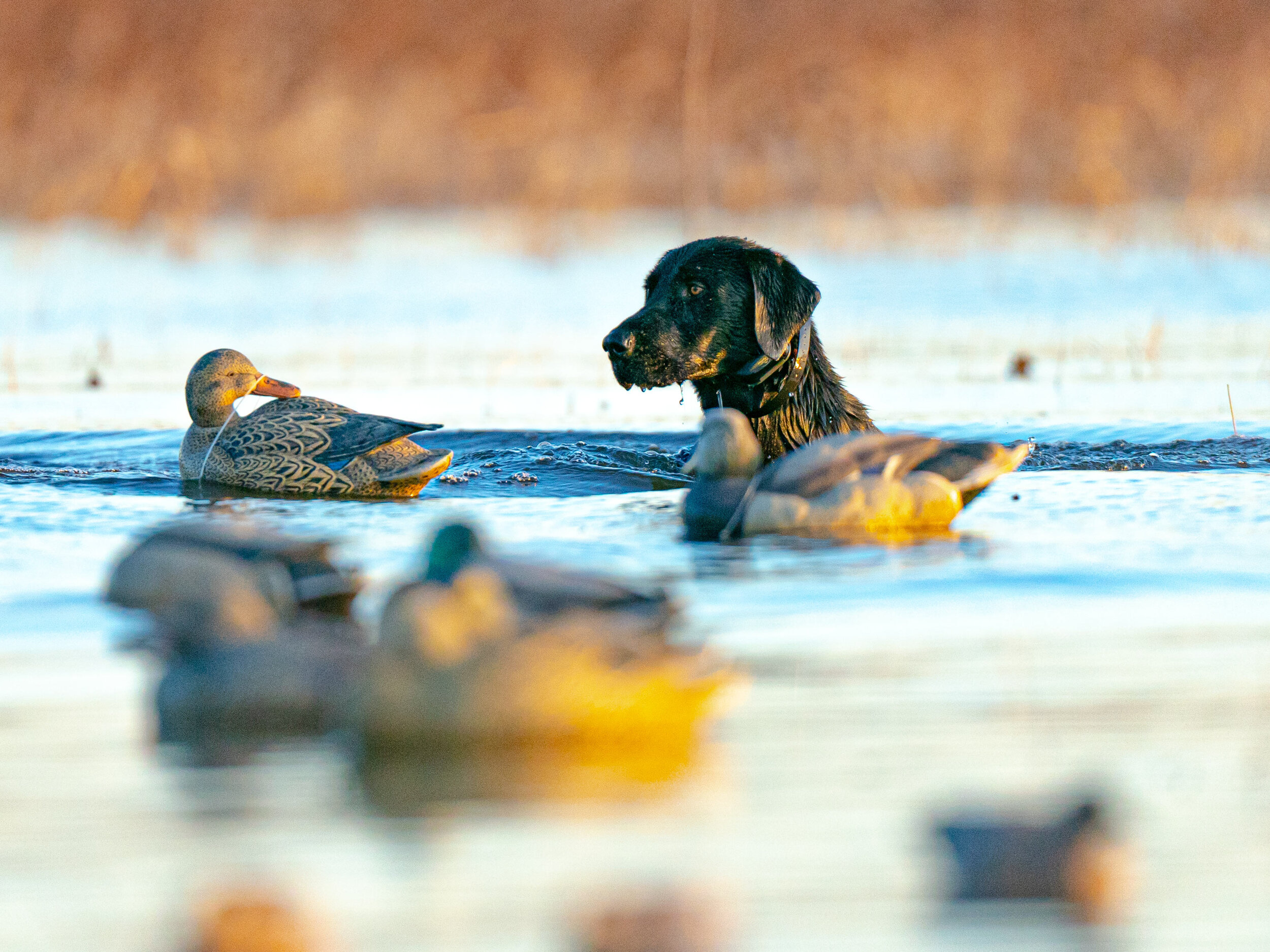 bud_A992168.jpg