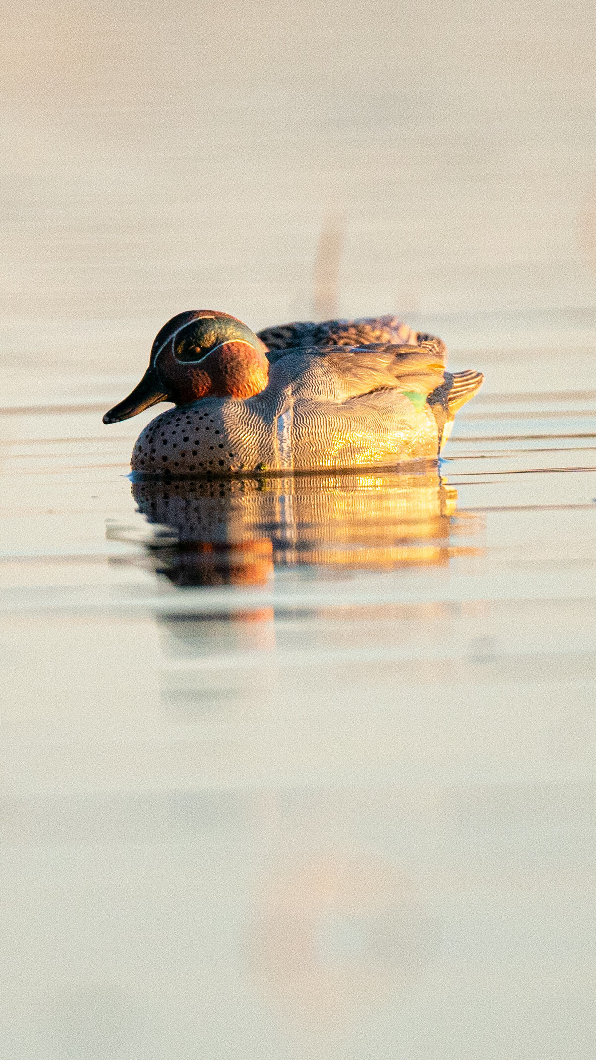 decoy_A991895.jpg