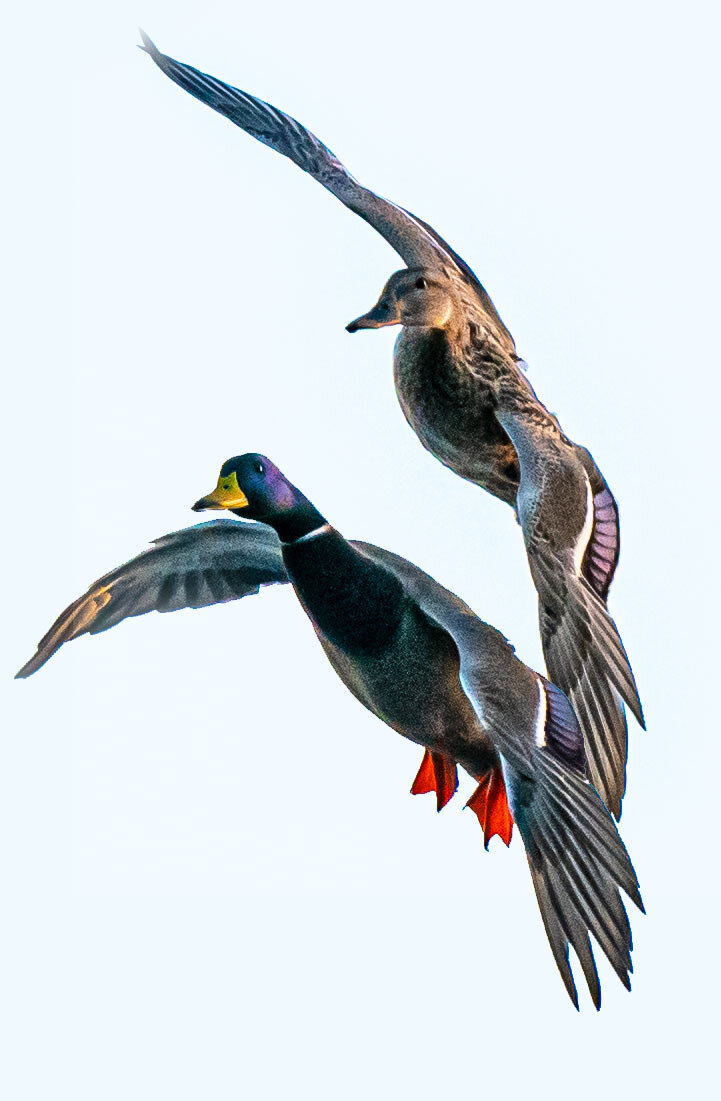 mallards2_A991488.jpg