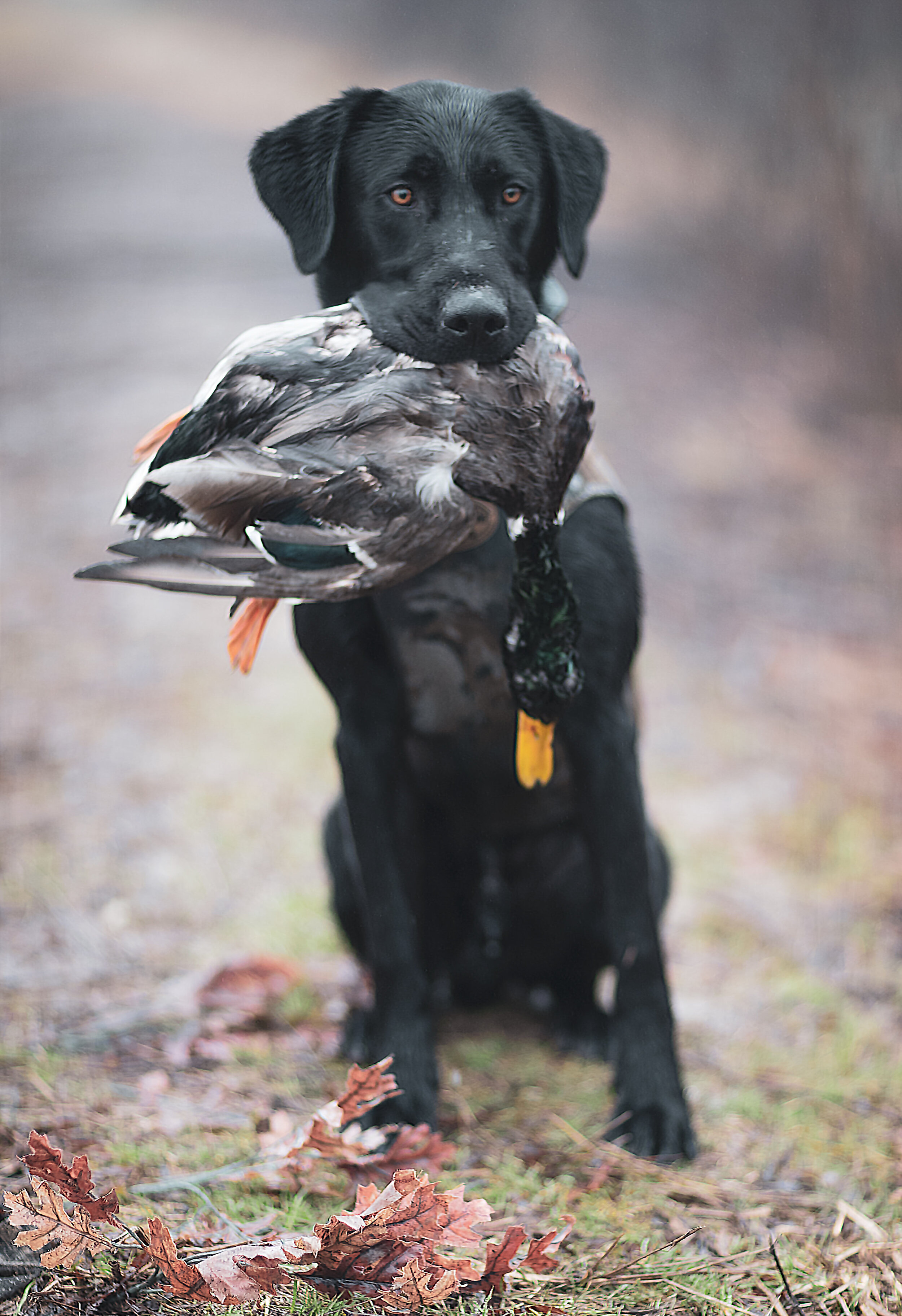 _MGL2105 stanky duck.jpg