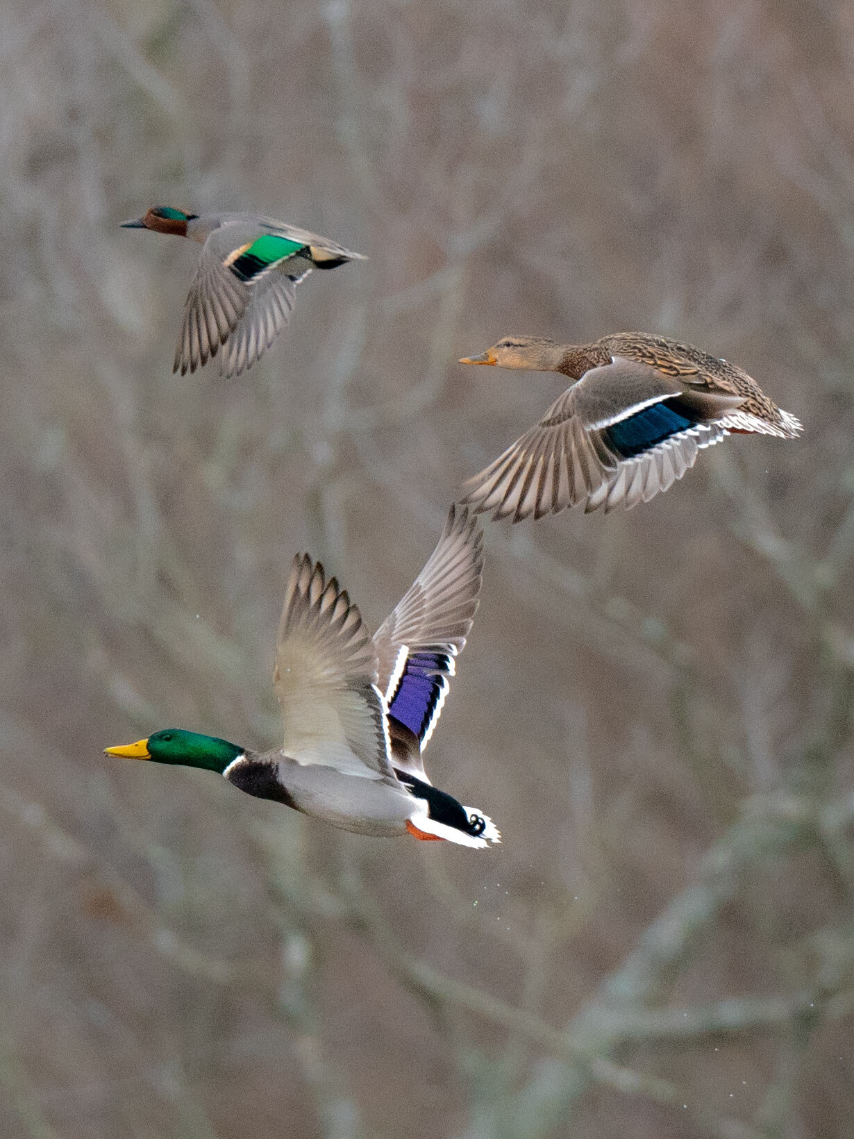 _A996839 mallards and teal.jpg