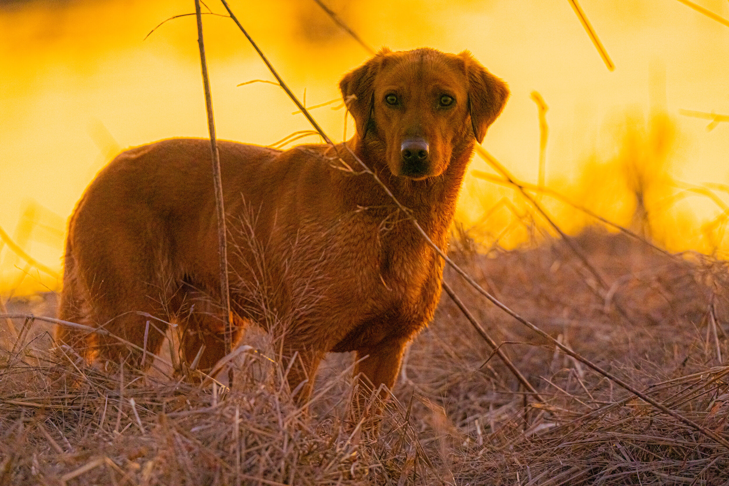 _A995243 sunset dog.jpg