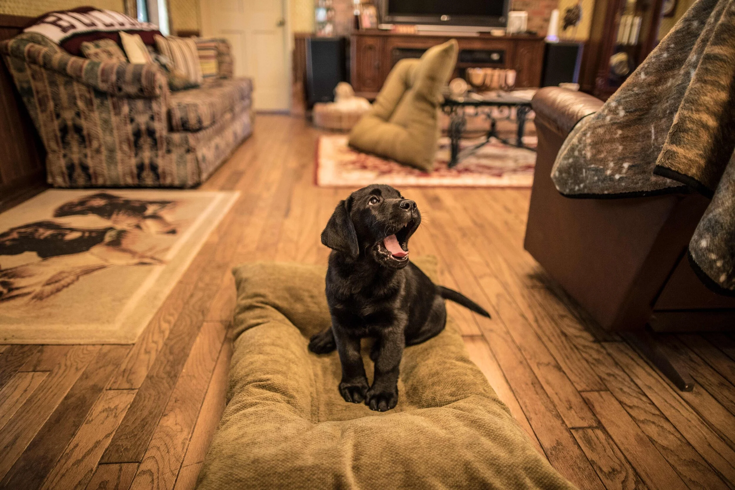 WIDE jpeg 20180823 bizzy bed shoot _MGL0396.jpg