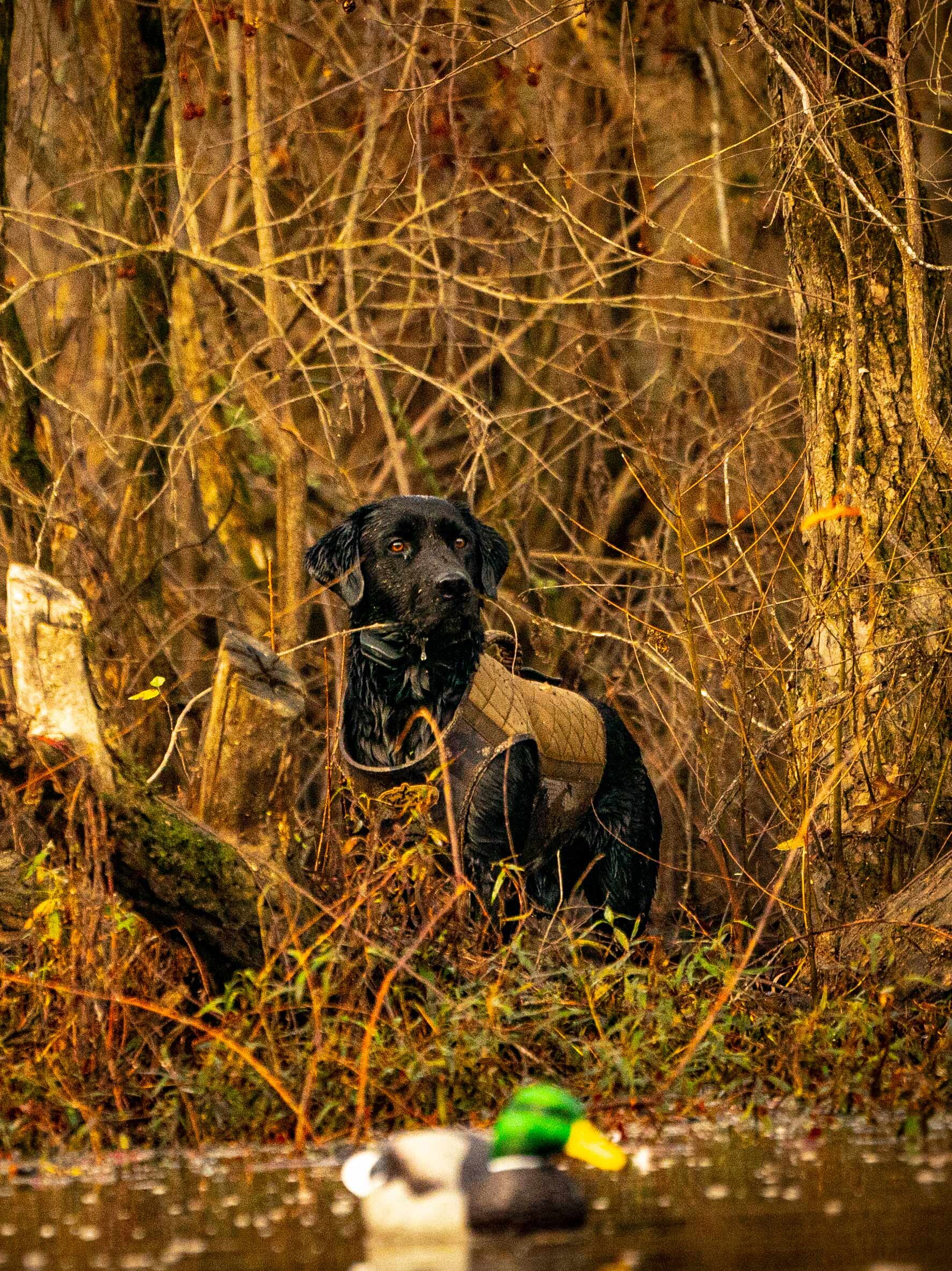 _A993094 composite.jpg