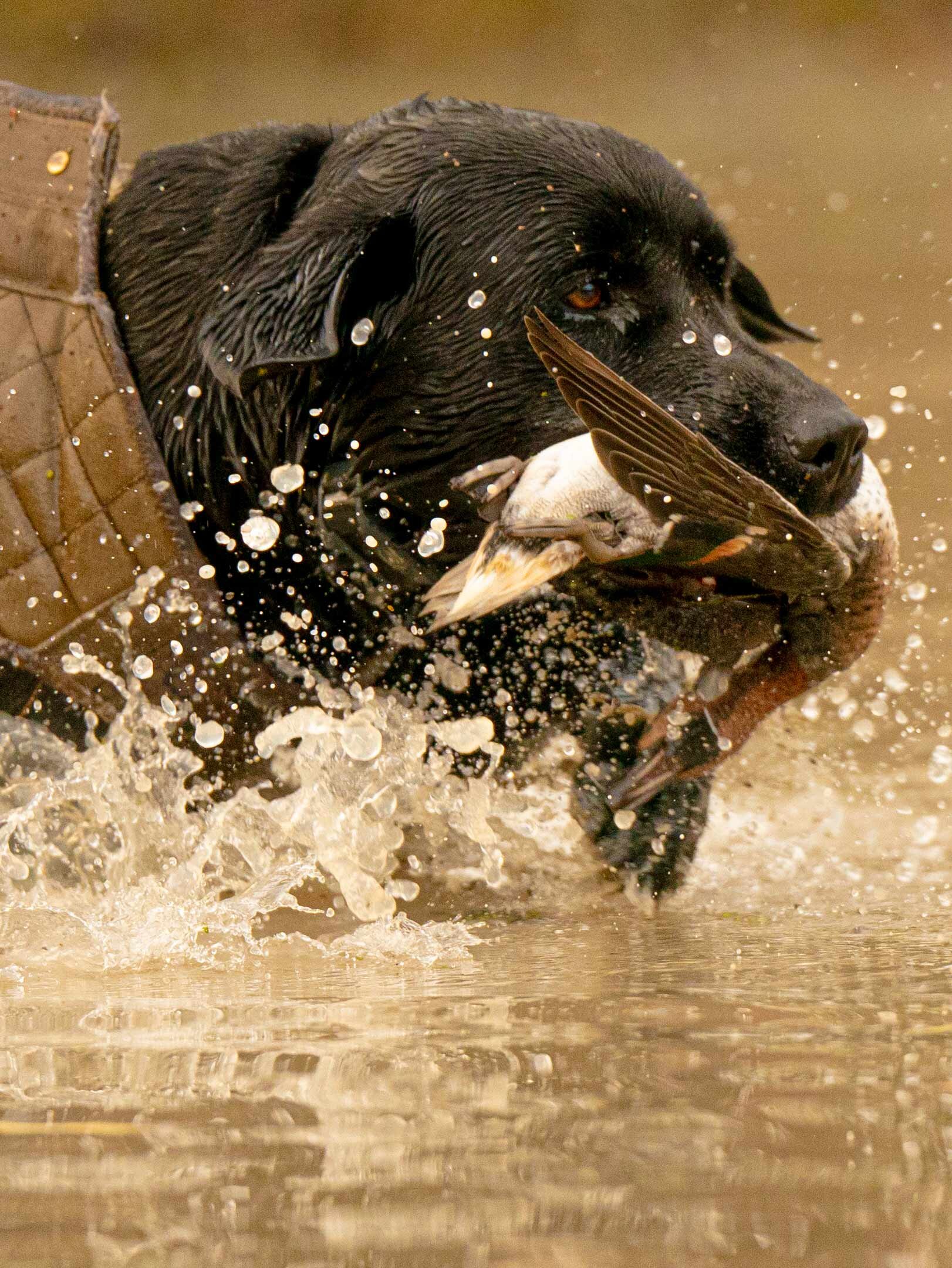 xxx_A992939-cropped.jpg