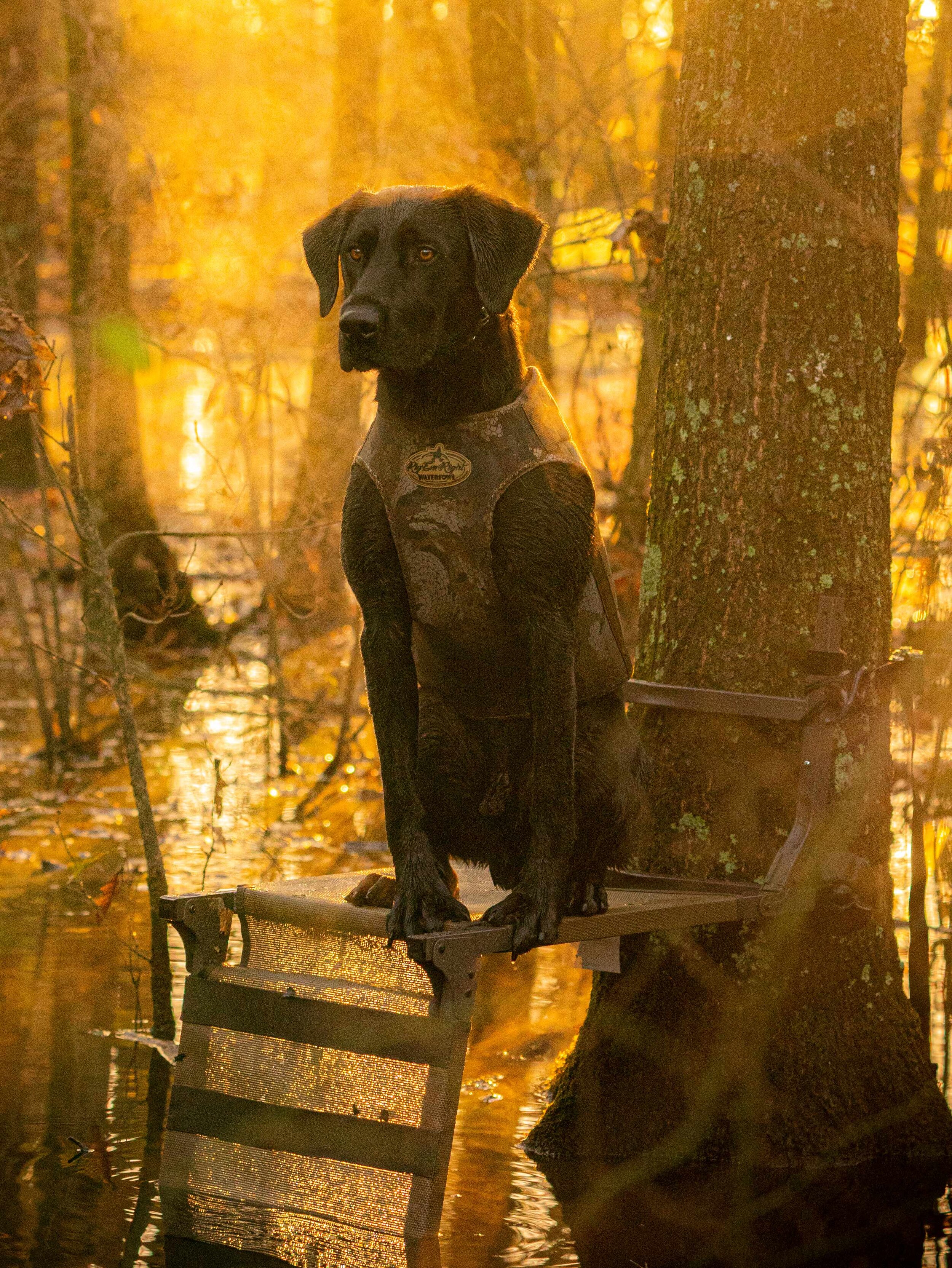 KEEPER _A991038 sunny good dog.jpg