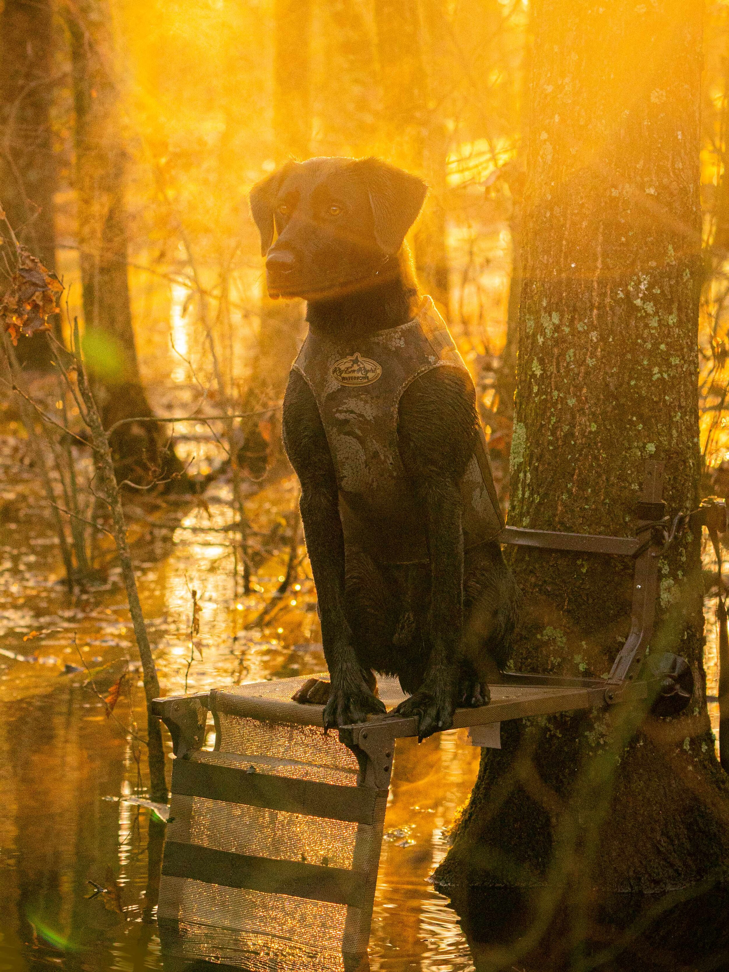 _A991036-cropped-sunny.jpg