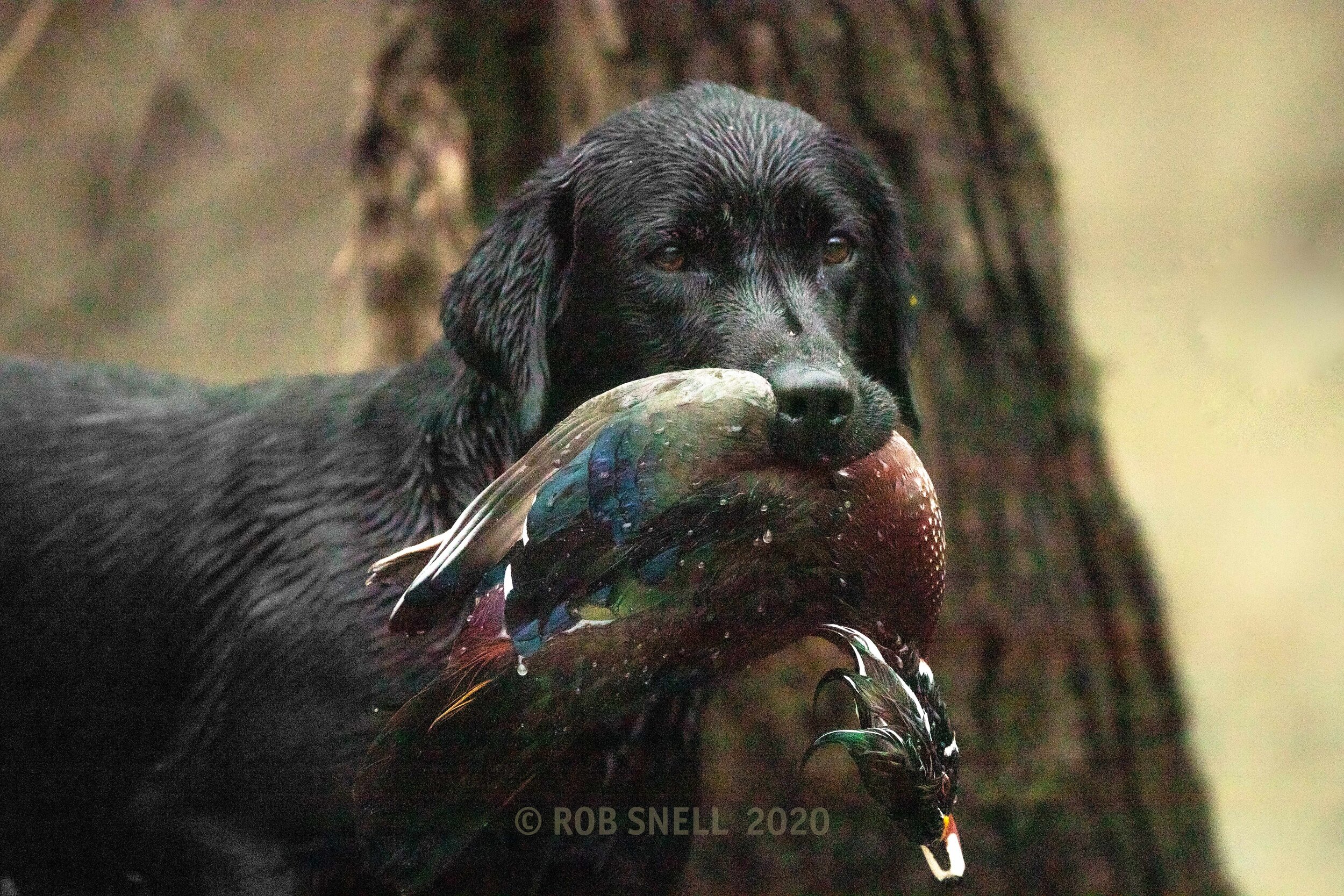 KEEPER striker woodie _MGL9885 - 2.jpg