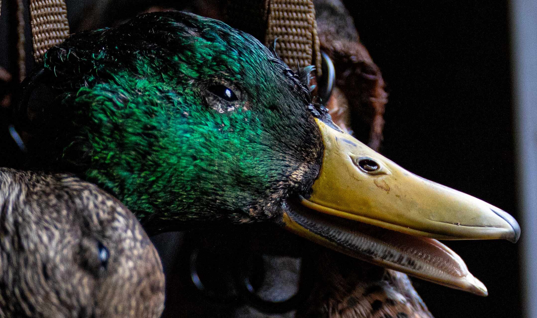 mallardhead _MGL0637.jpg