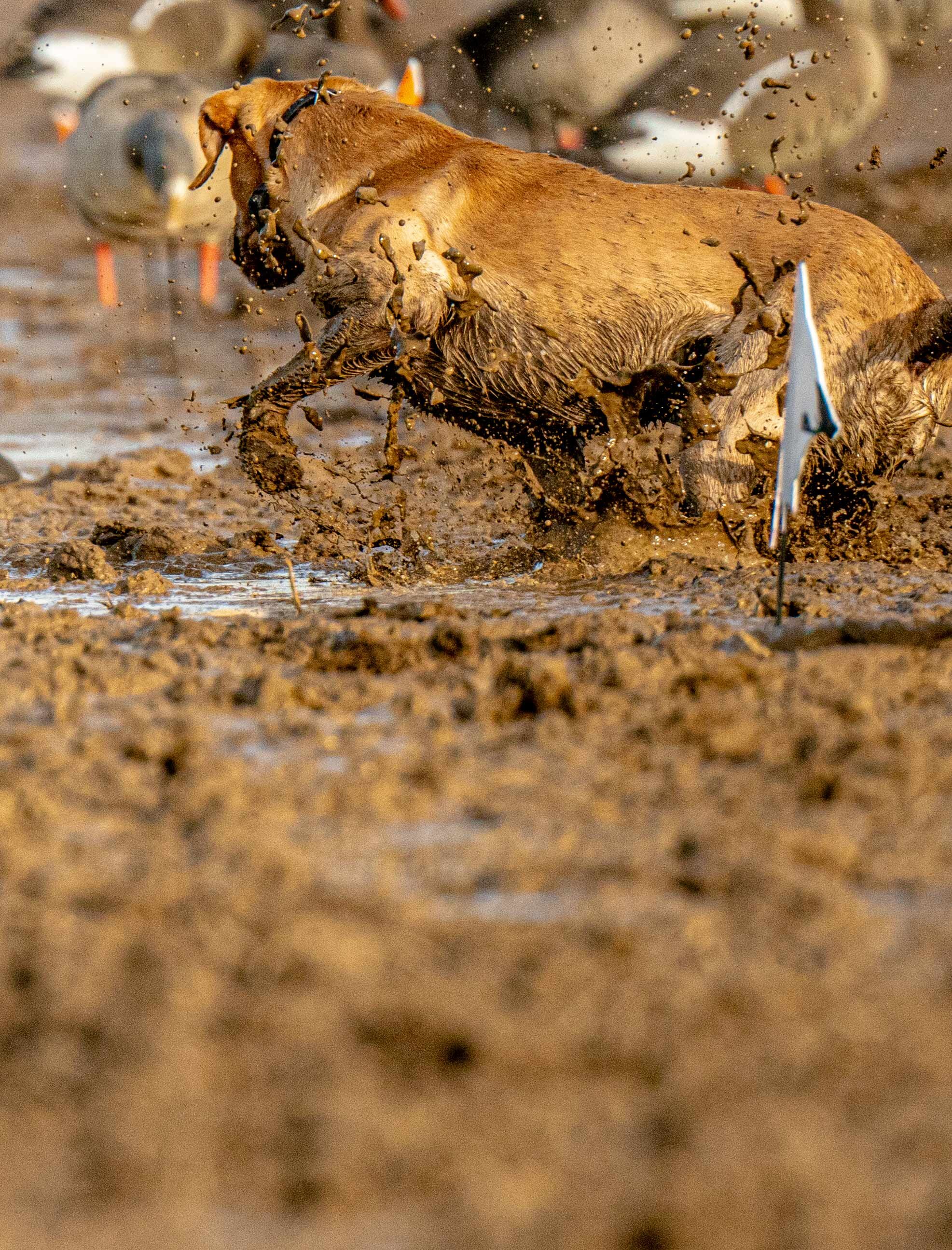 _A997891 muddy.jpg