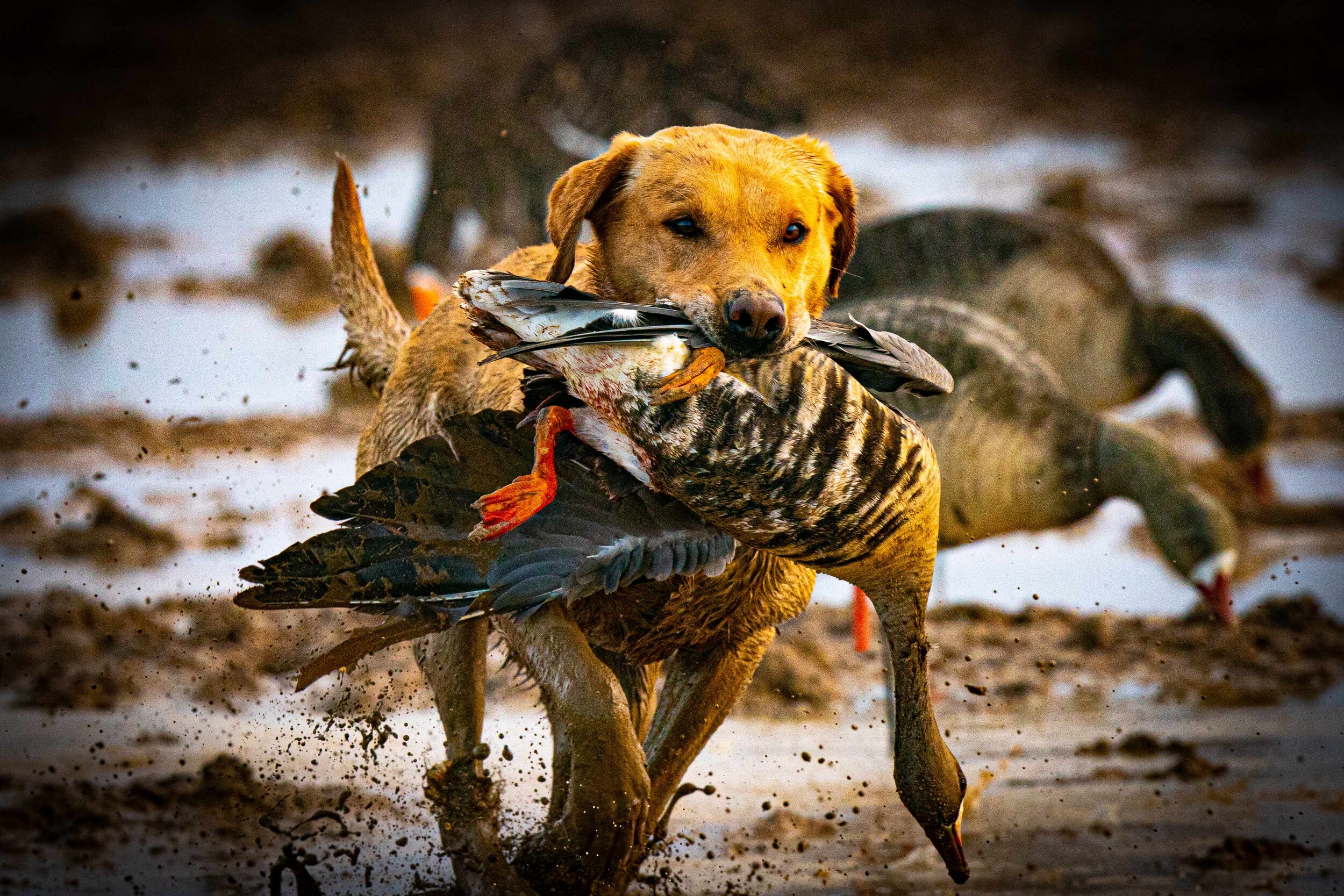_A998708 brock speck KILLER.jpg