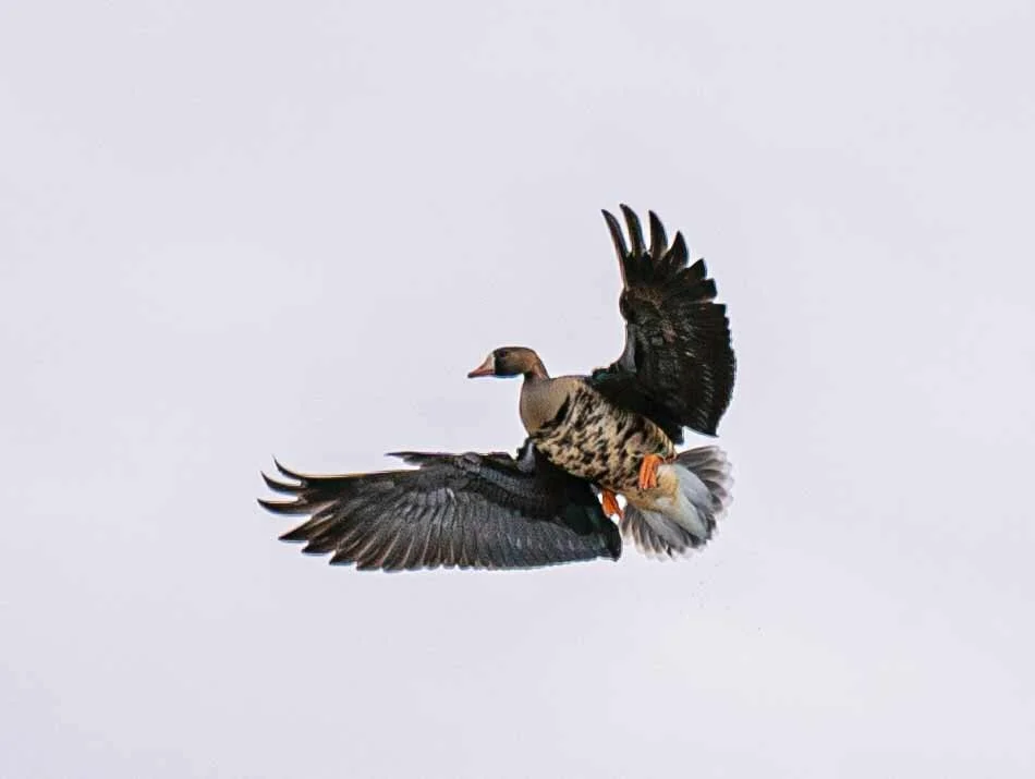 2020-11-28 AR sat goose hunt DSC04305.jpg