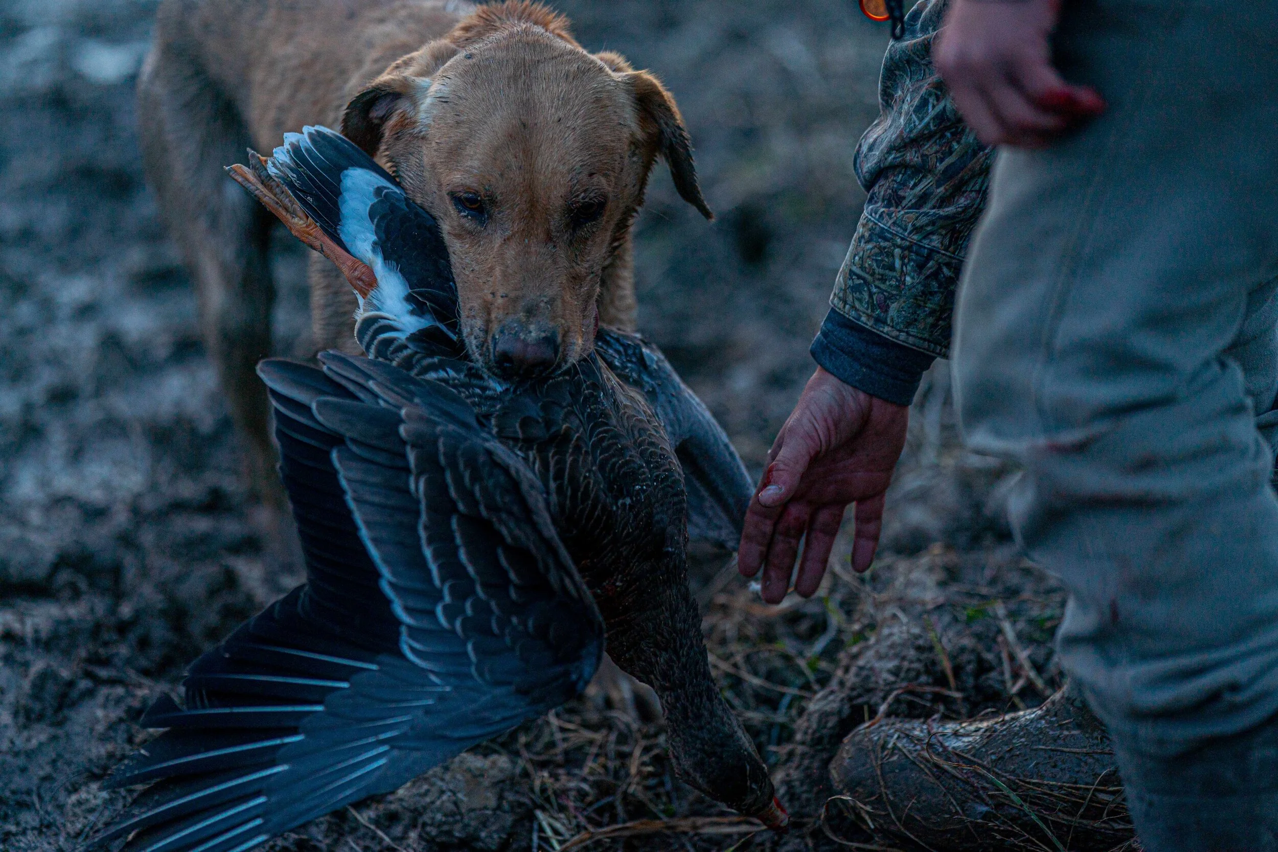 2020-11-28 AR sat goose hunt DSC04589.jpg