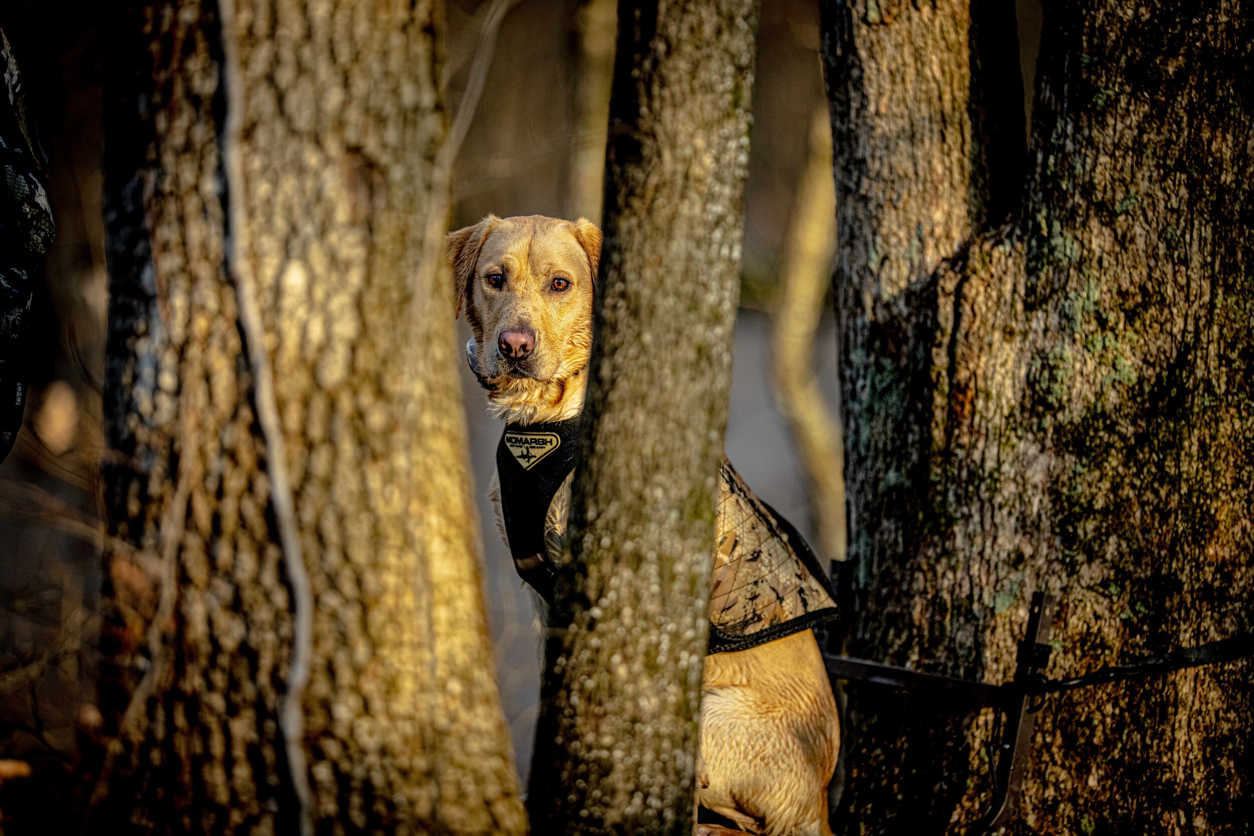 2020-12-27 clarkwoods sony SAT21685-full.jpg