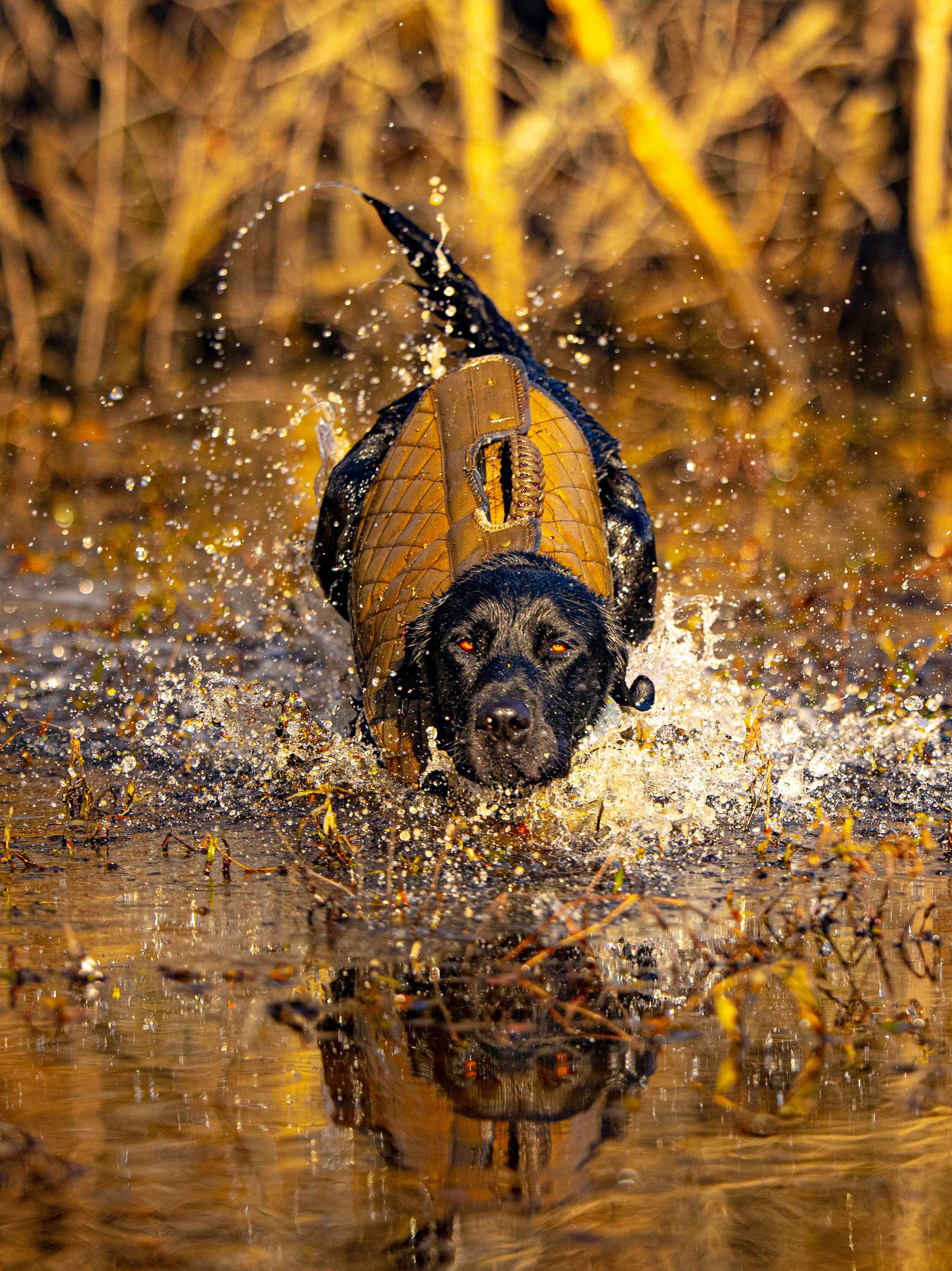 2020-12-14 monday skunked SAT20364.jpg