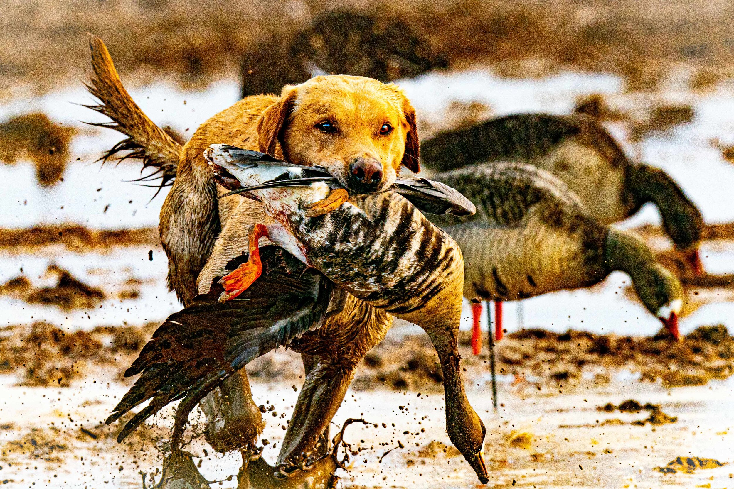 KILLER -- 2020-11-28 AR sat goose hunt _A998707.jpg