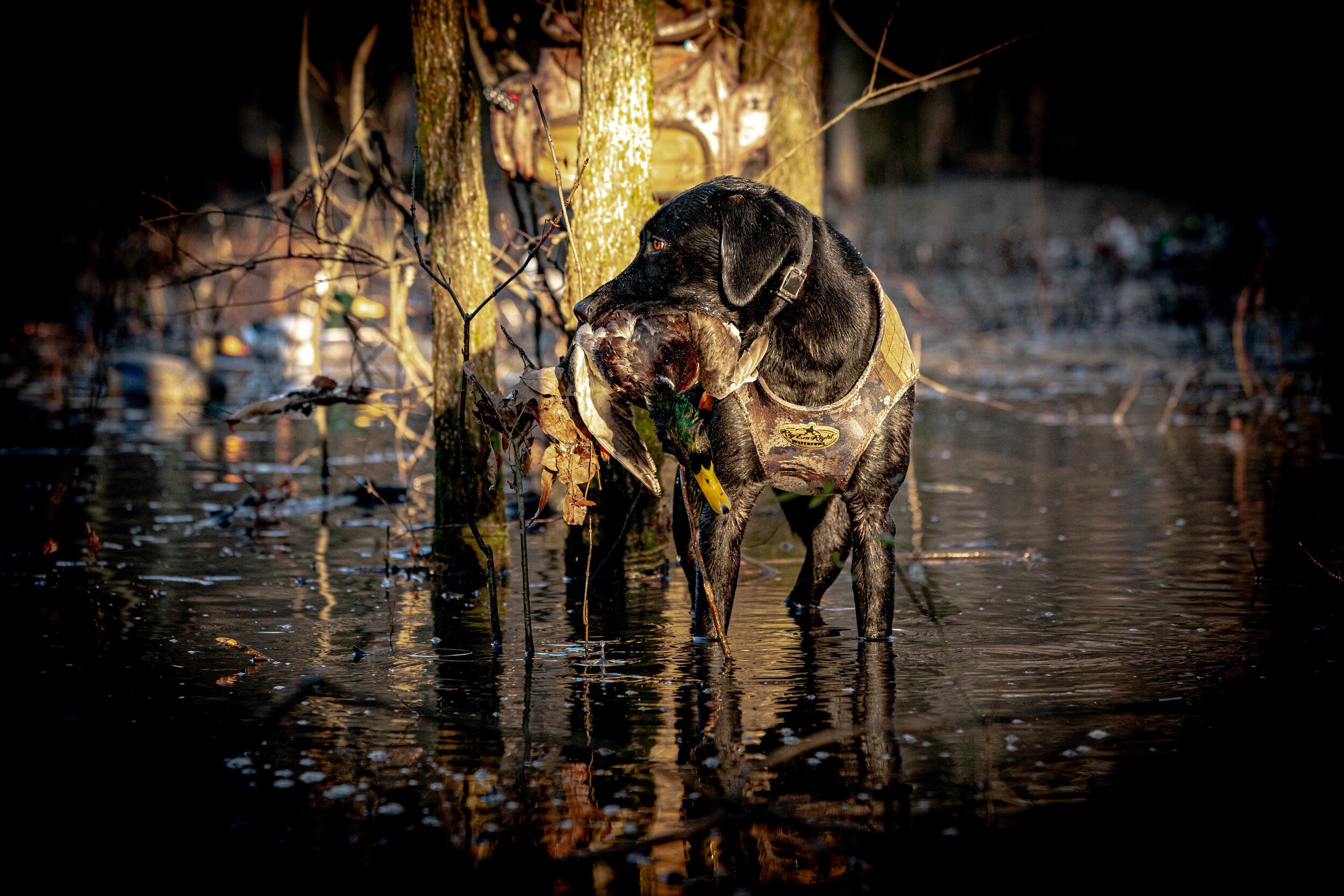 2020-11-23 AR clark woods _A991389-full-image.jpg