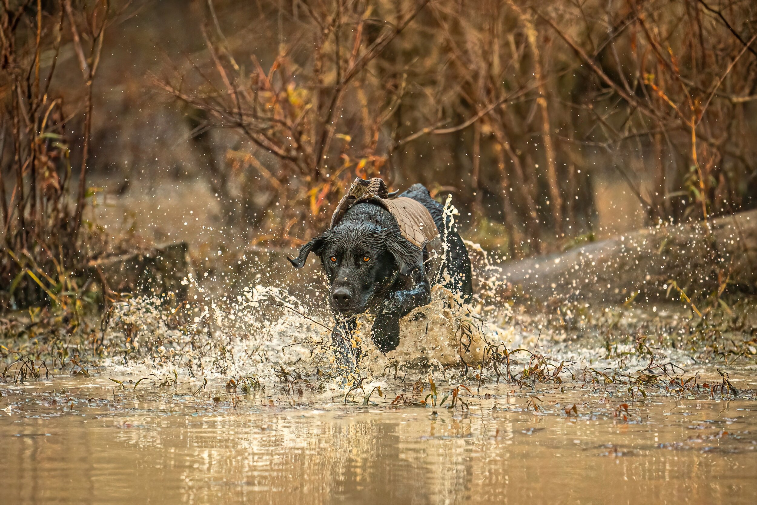 _A990556-full-image.jpg