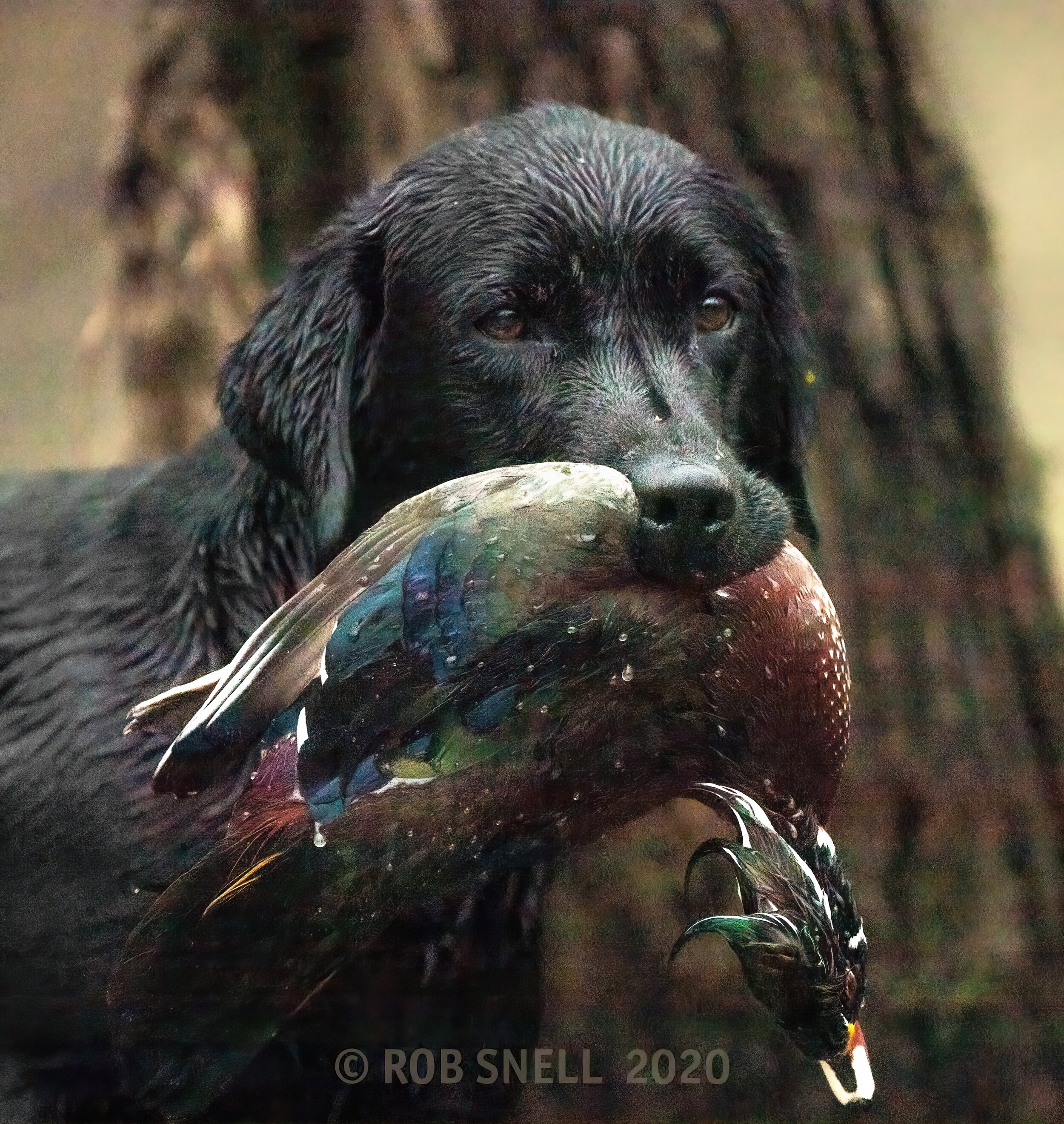 2020-11-22 KEEPER striker woodie _MGL9885 CROPPED.jpg