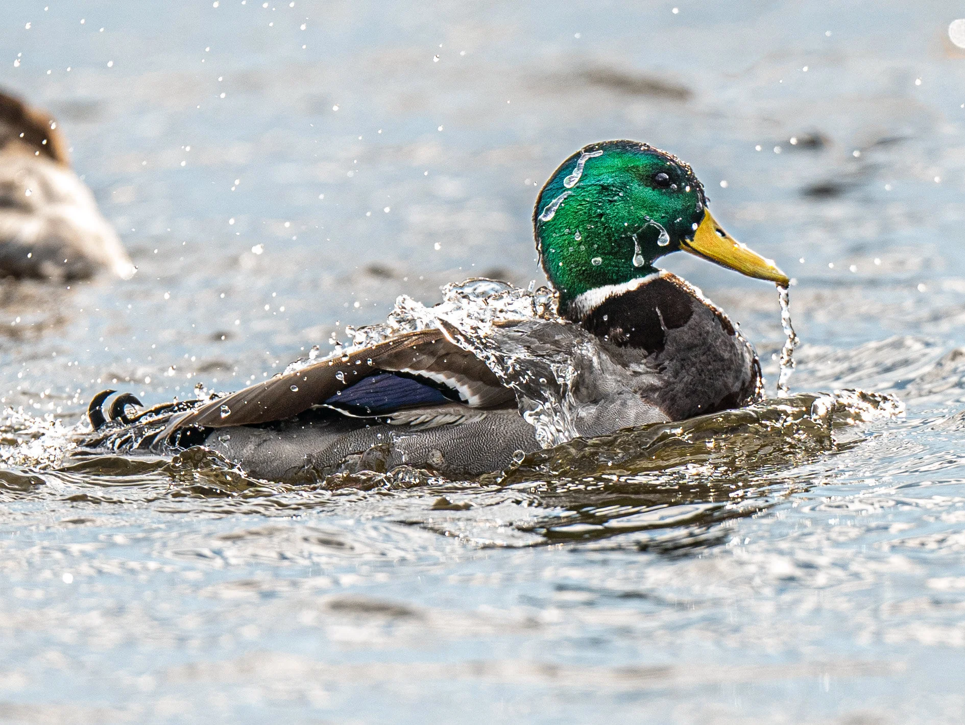 2021-02-05 am ducks a9 _DUK2520.jpg