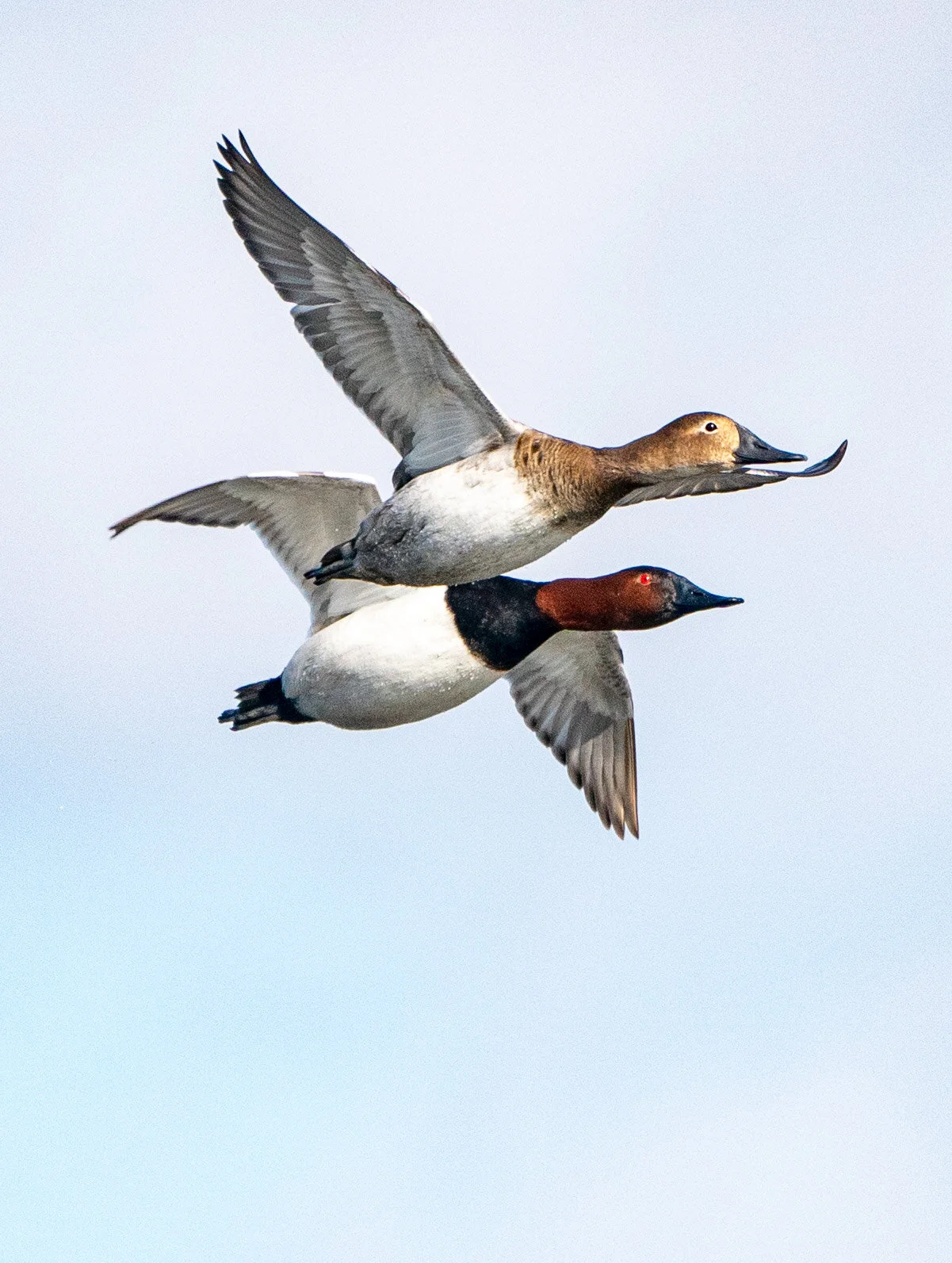 2021-02-05 am ducks a9 _DUK4481.jpg