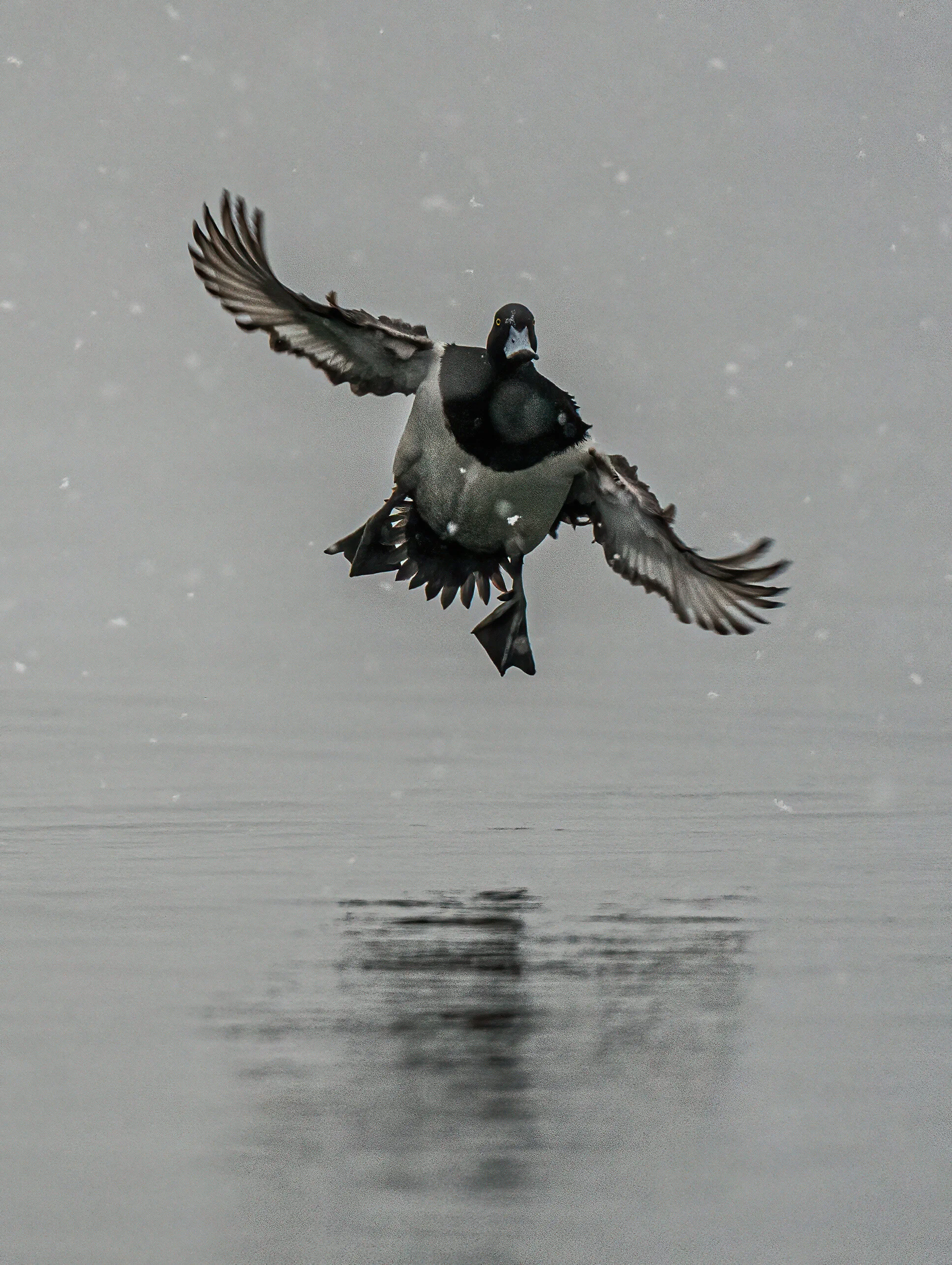 2021-02-07 am ducks a9 brrr _DUK1860.jpg