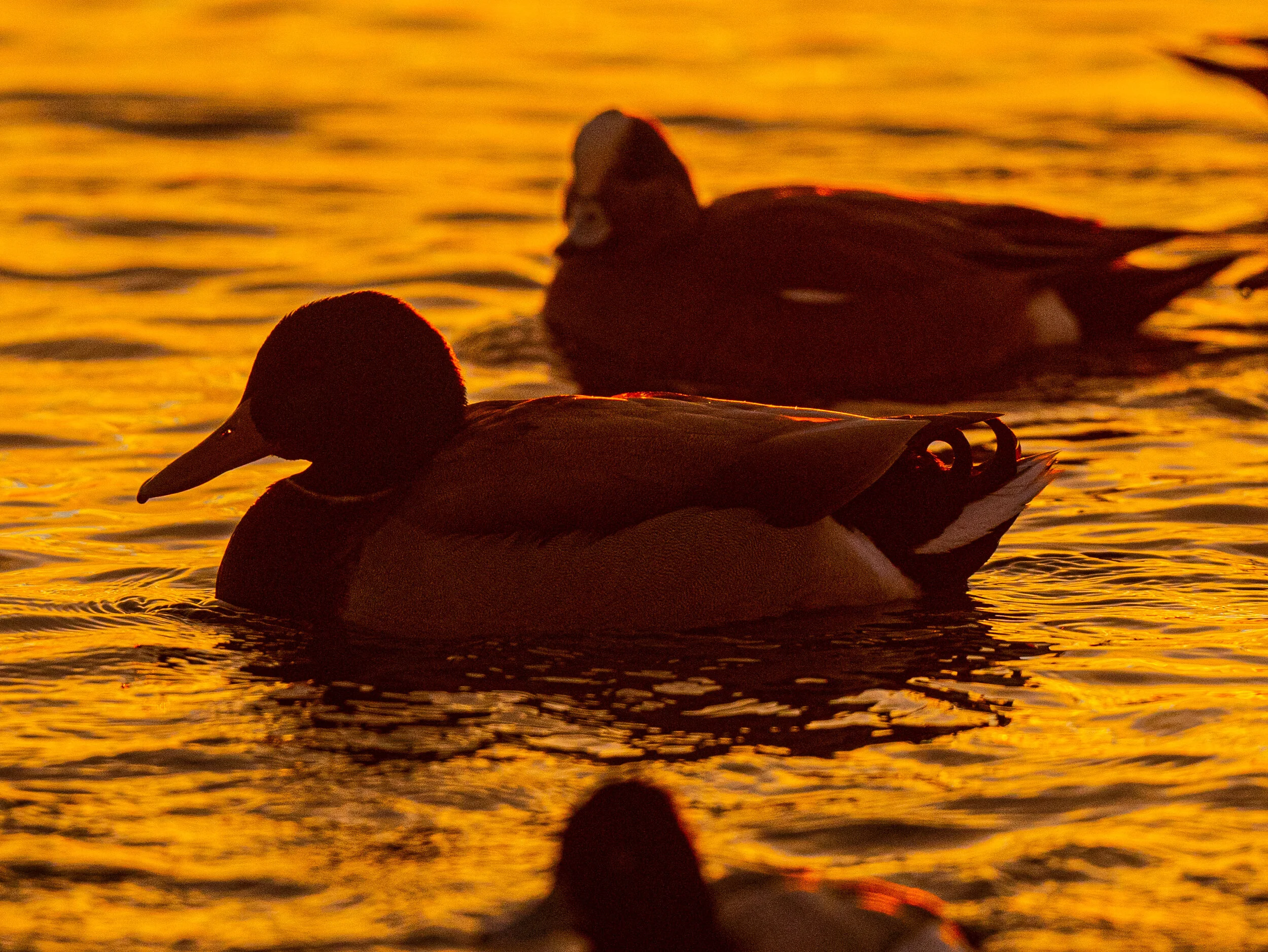2021-02-06 pm ducks a9 _DUK8030.jpg