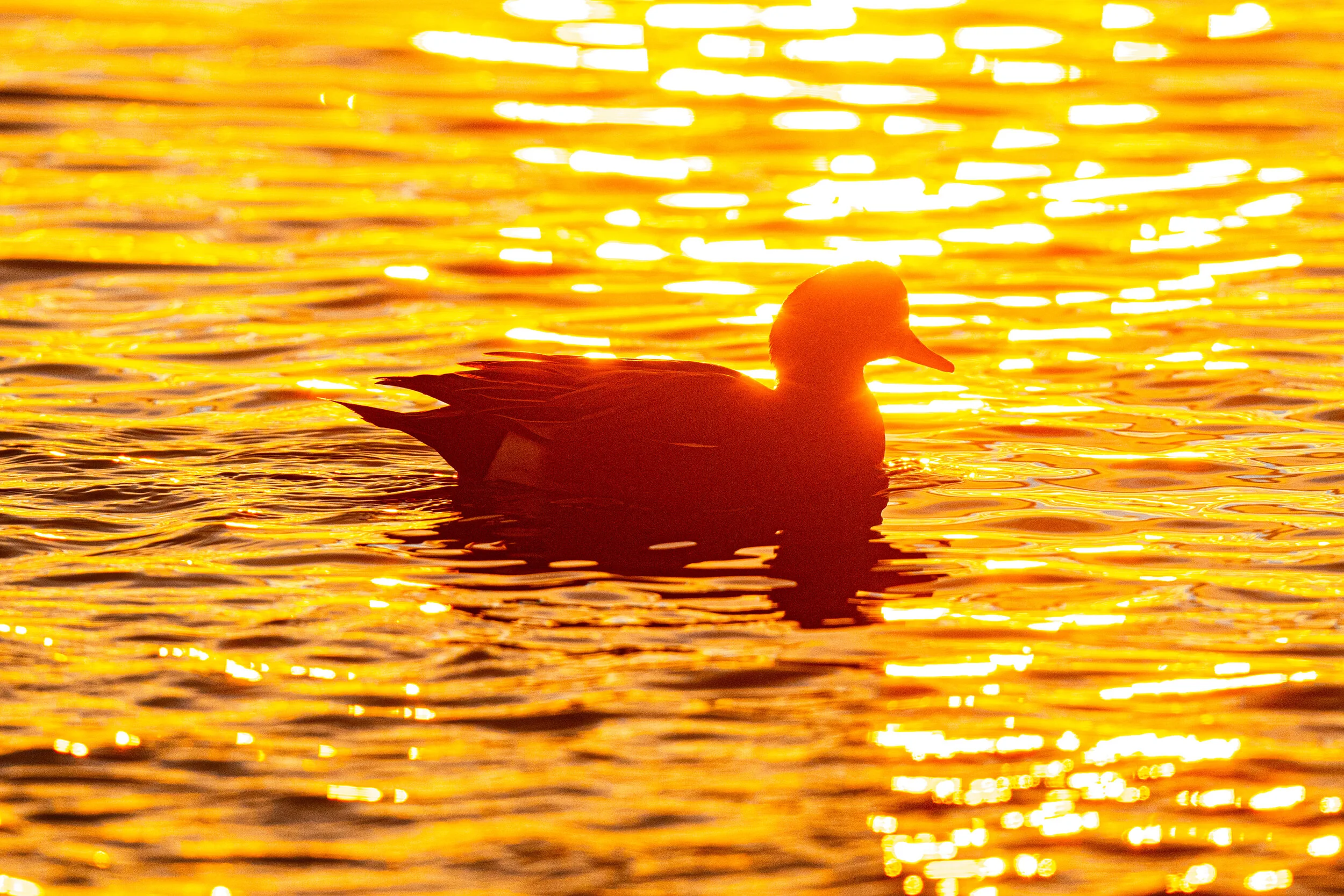2021-02-06 pm ducks a9 _DUK8031.jpg
