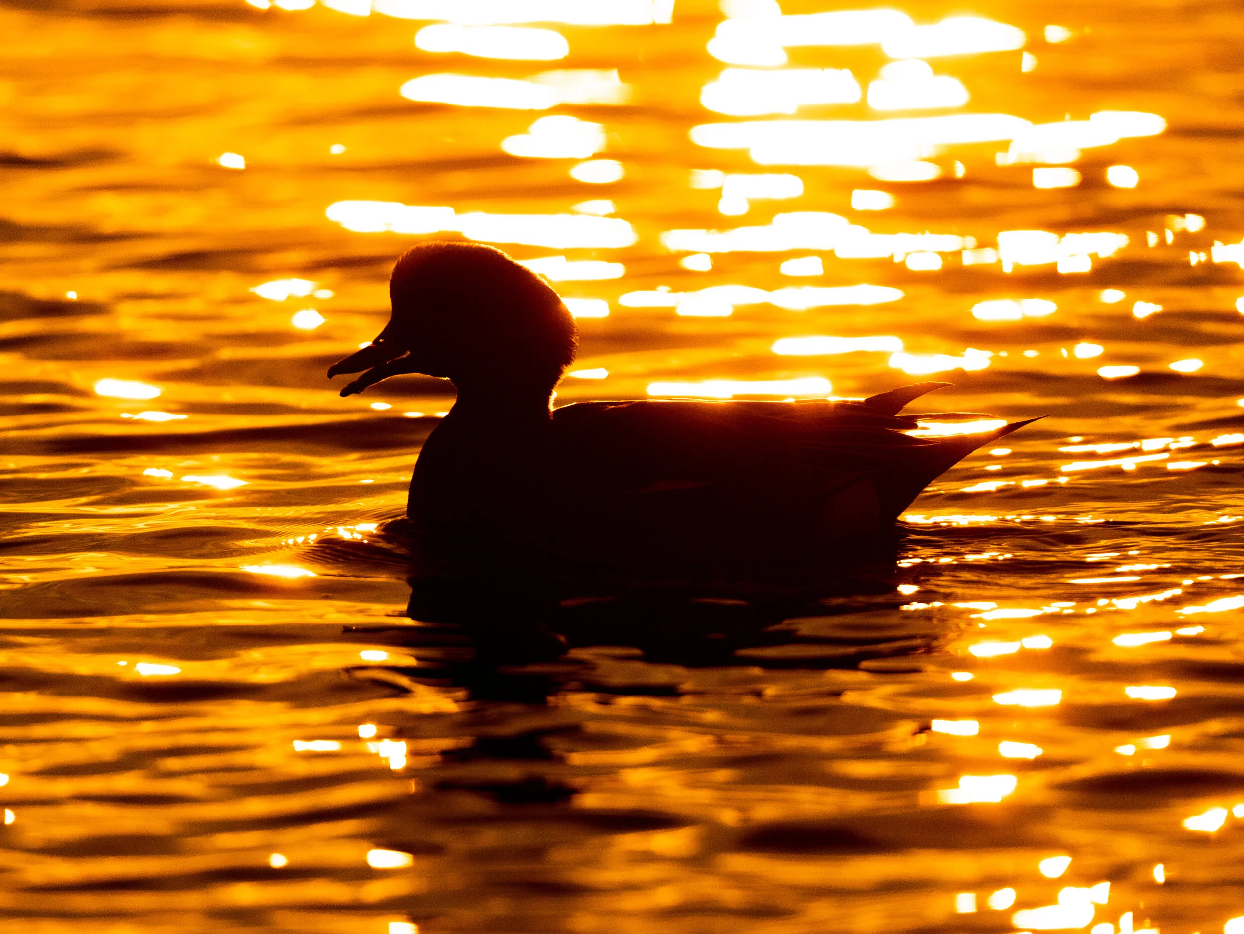 2021-02-06 pm ducks a9 _DUK8105.jpg