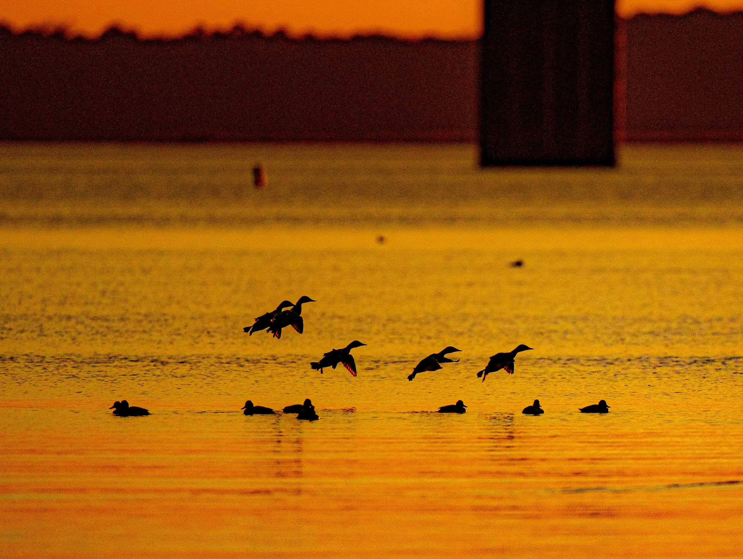 2021-02-06 pm ducks a9 _DUK8188.jpg