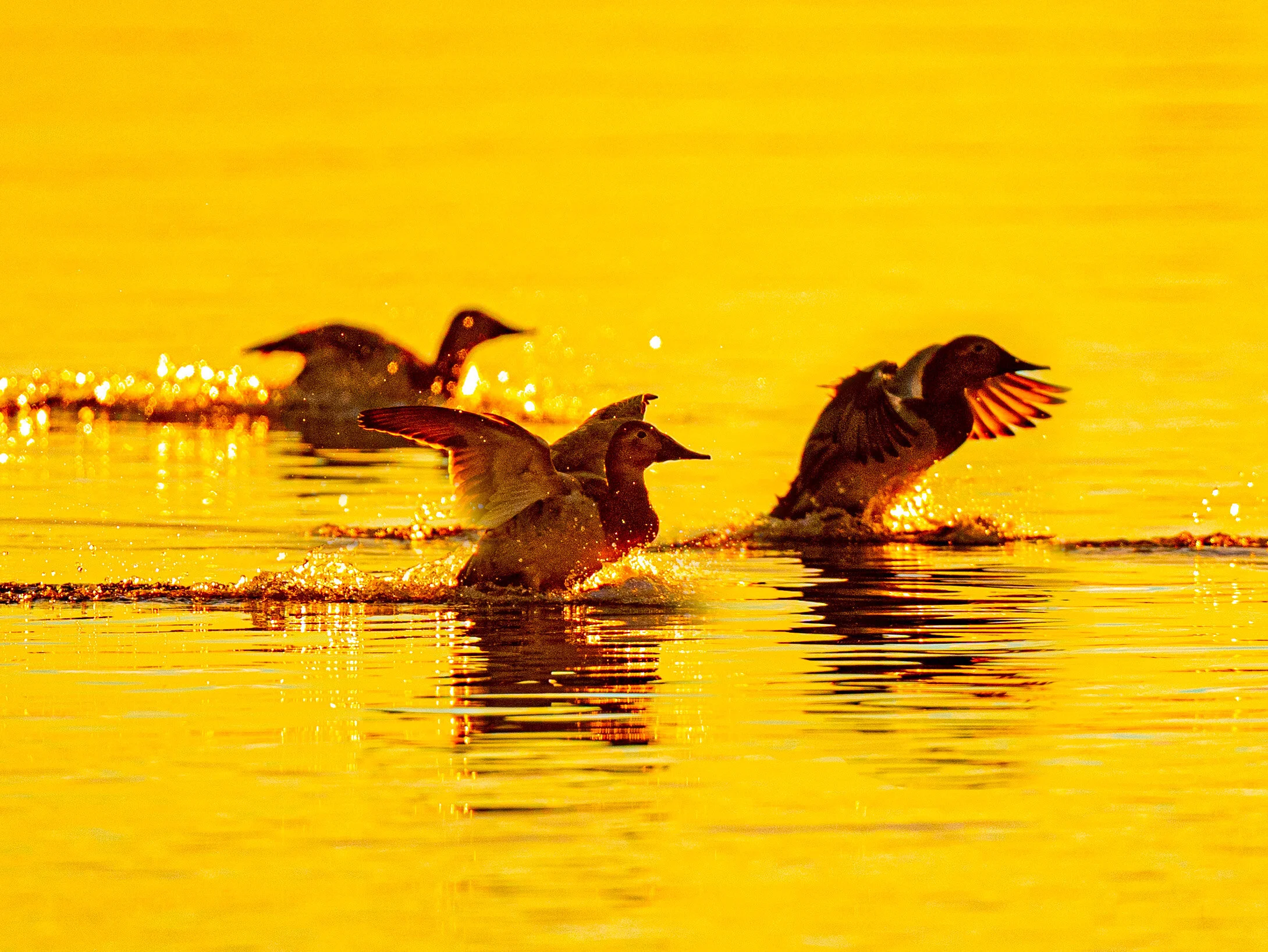 2021-02-06 pm ducks a9 _DUK8735.jpg