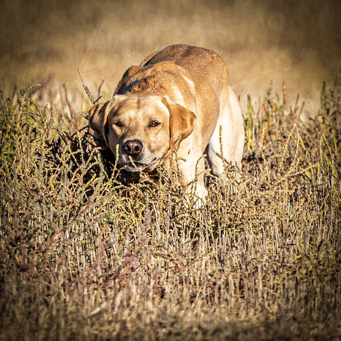 2021-10-06 wedam r5 ND GY4A2832--crop.jpg