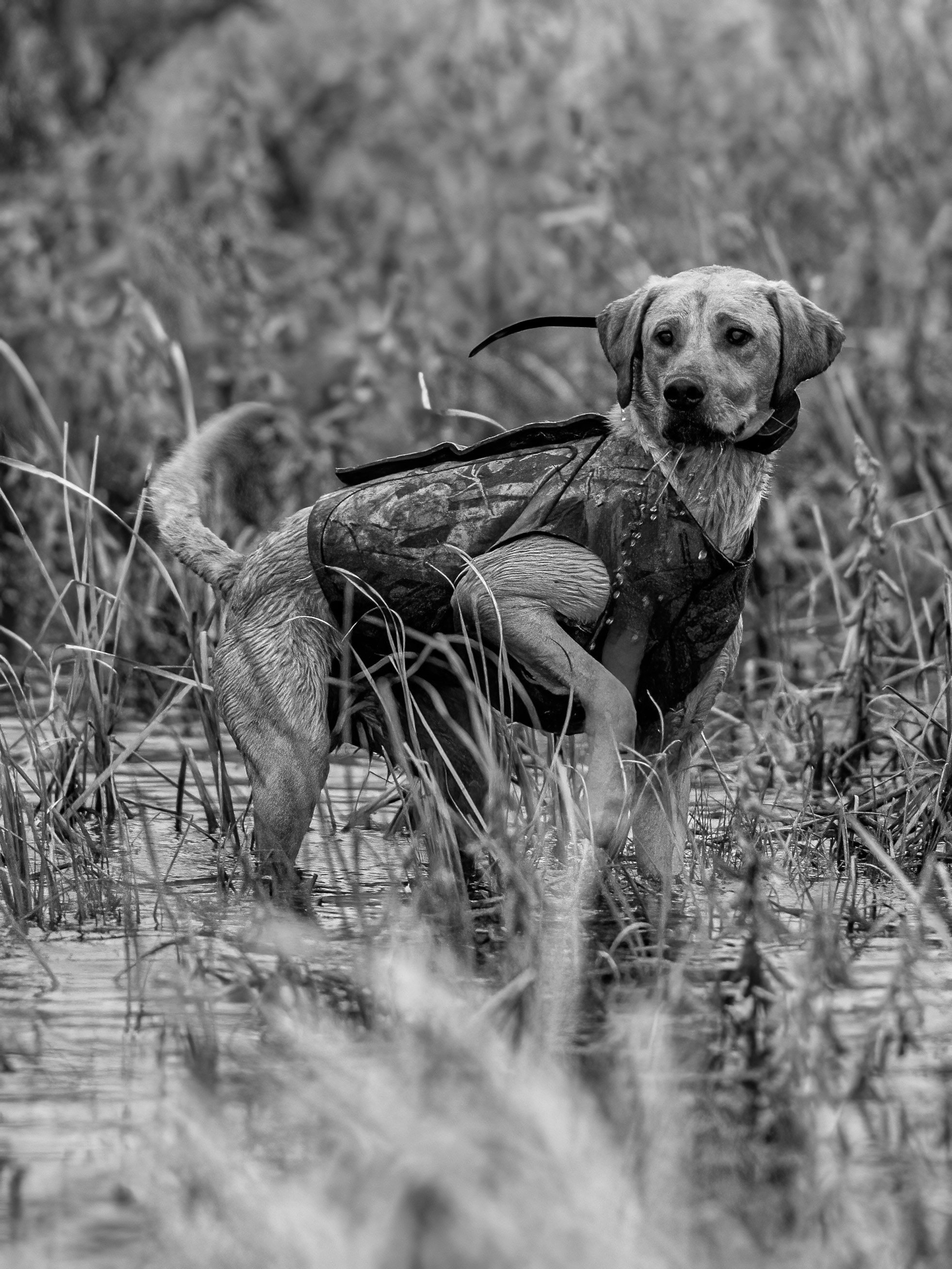 GY4A7327knoxx-topaz-bw.jpg